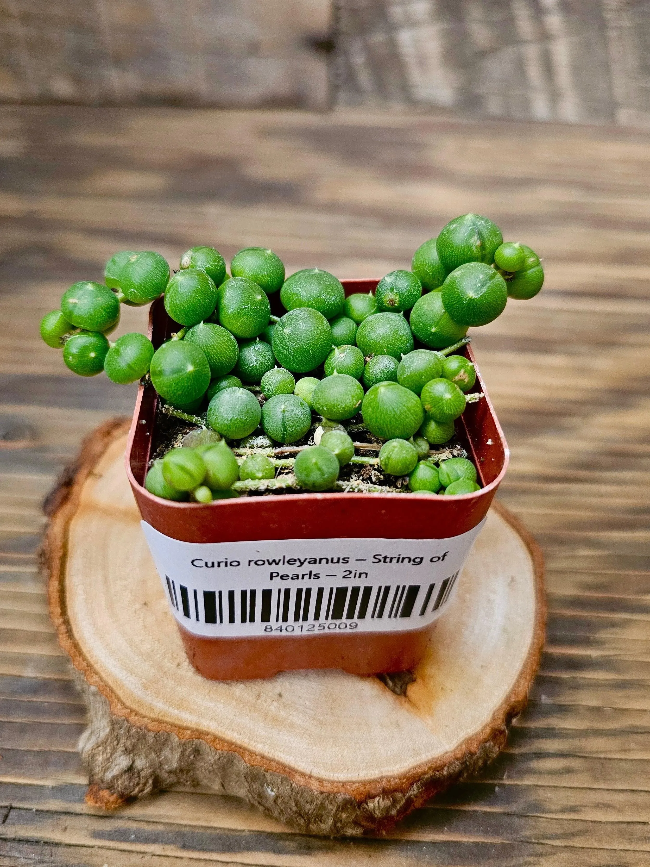 Curio rowleyanus – String of Pearls