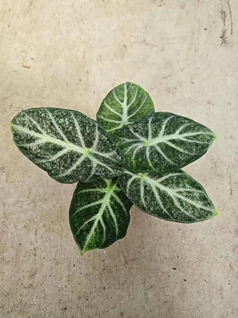 Alocasia Freckle Ninja Tissue Culture
