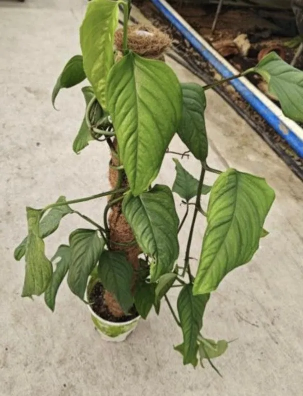 Monstera Acacoyaguensis Tissue Culture
