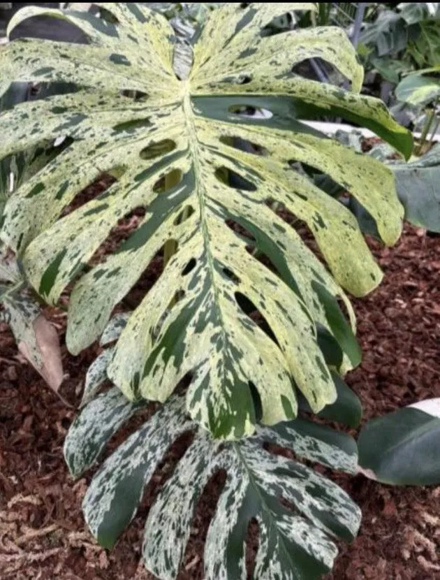Monstera Deliciosa 'Bulbasaur' Variegata