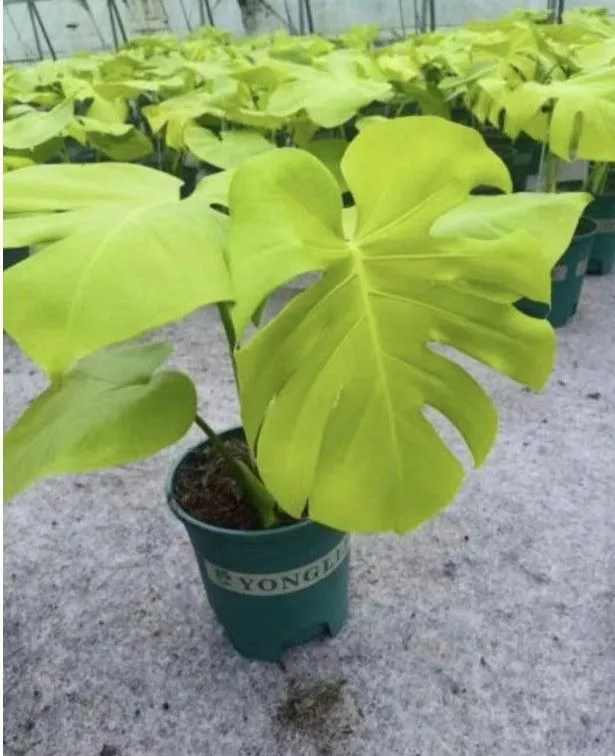 Monstera deliciosa 'Triple Yellow' Tissue Culture