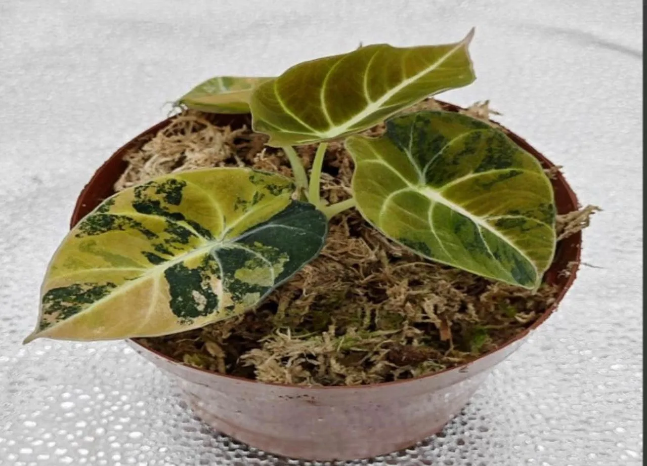 Alocasia Black Velvet Gold/Aurea