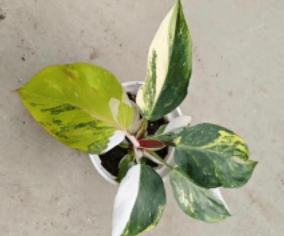 Philodendron 'White Knight' Aurea Variegated
