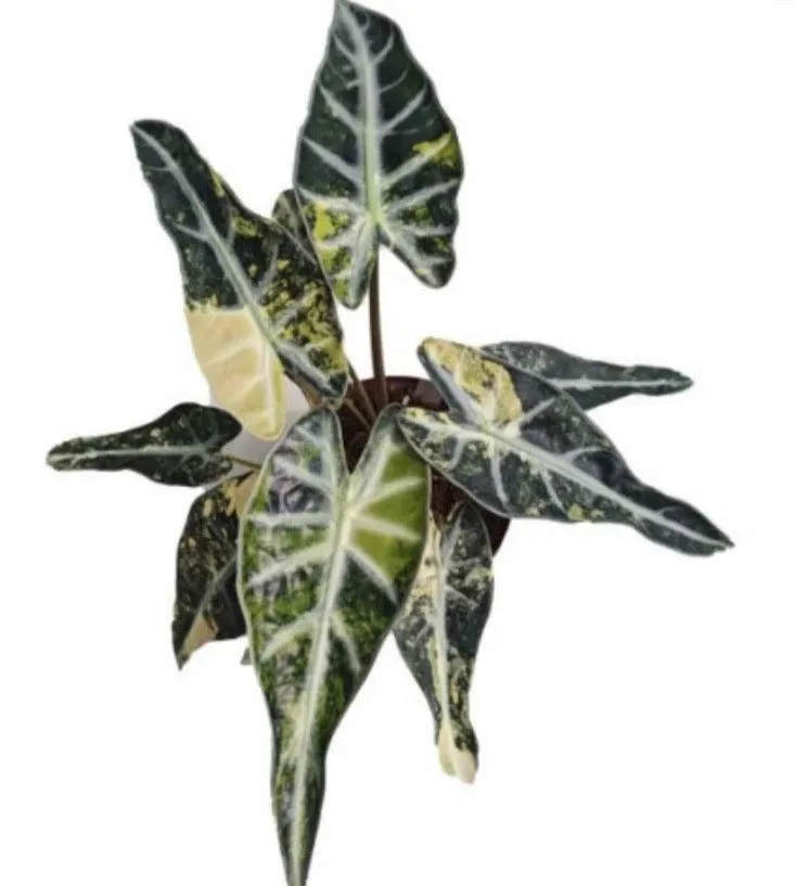Alocasia Bambino Aurea Tissue Culture