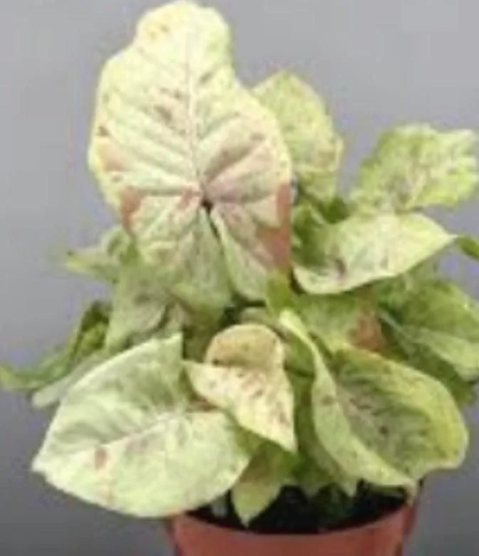 Syngonium Milk Confetti Tricolor