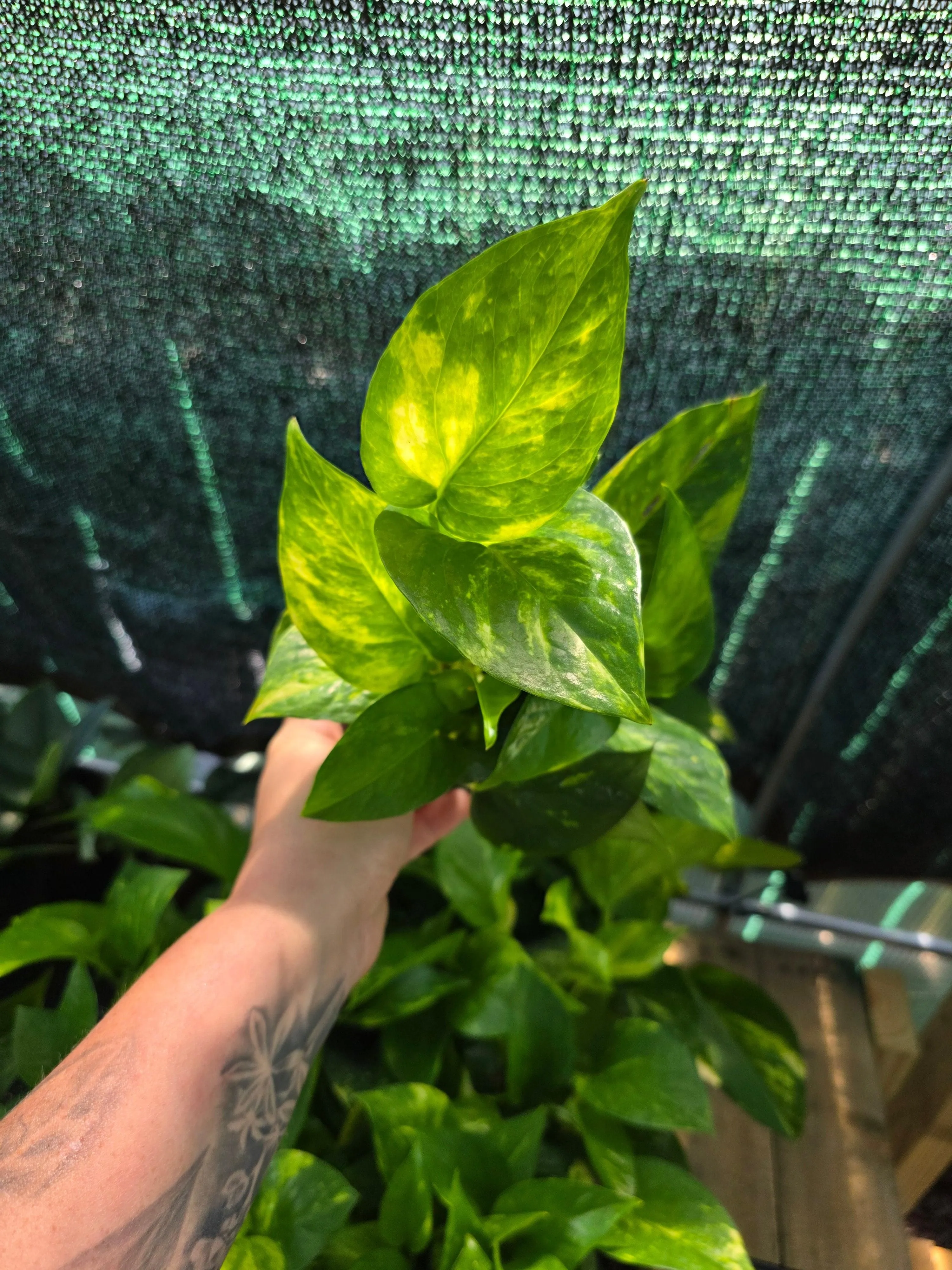 Hawaiian Pothos 4"