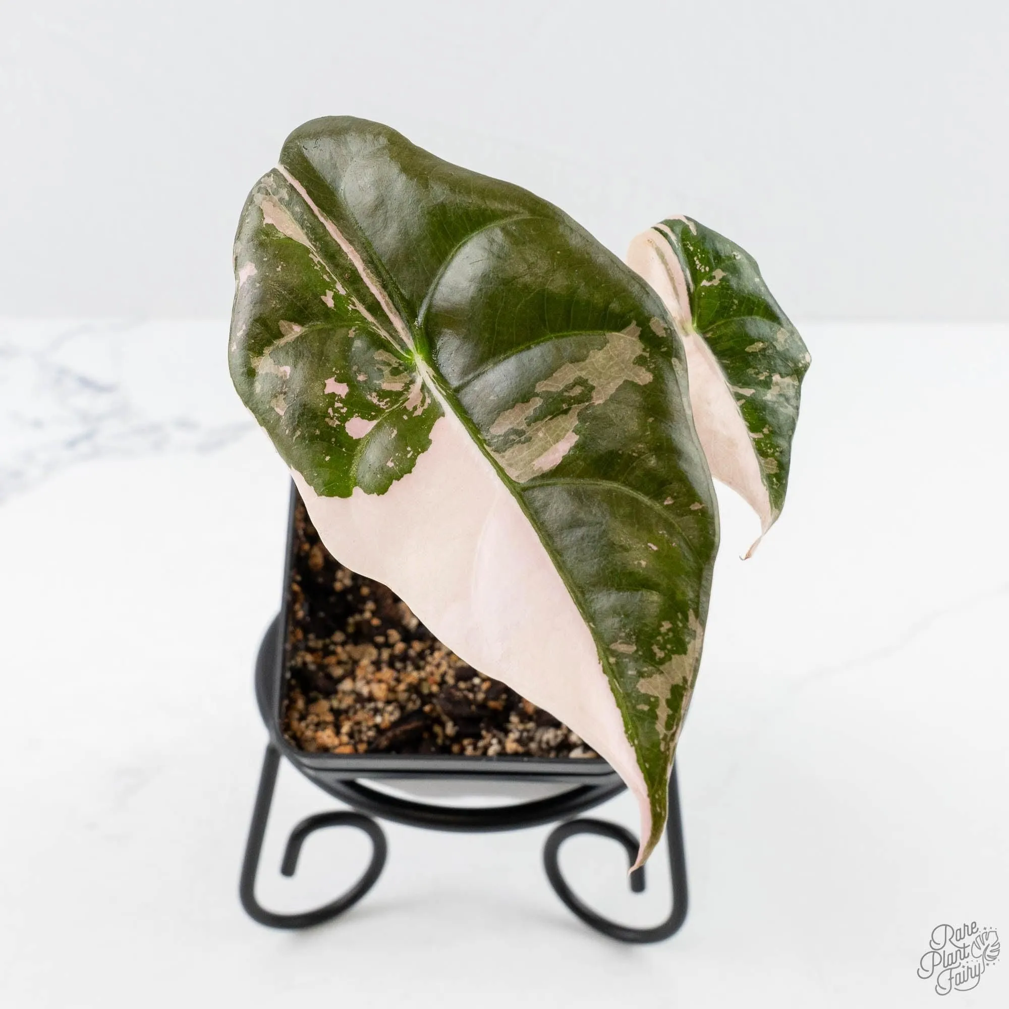 Alocasia Chantrieri Pink Variegated (wk23-E)