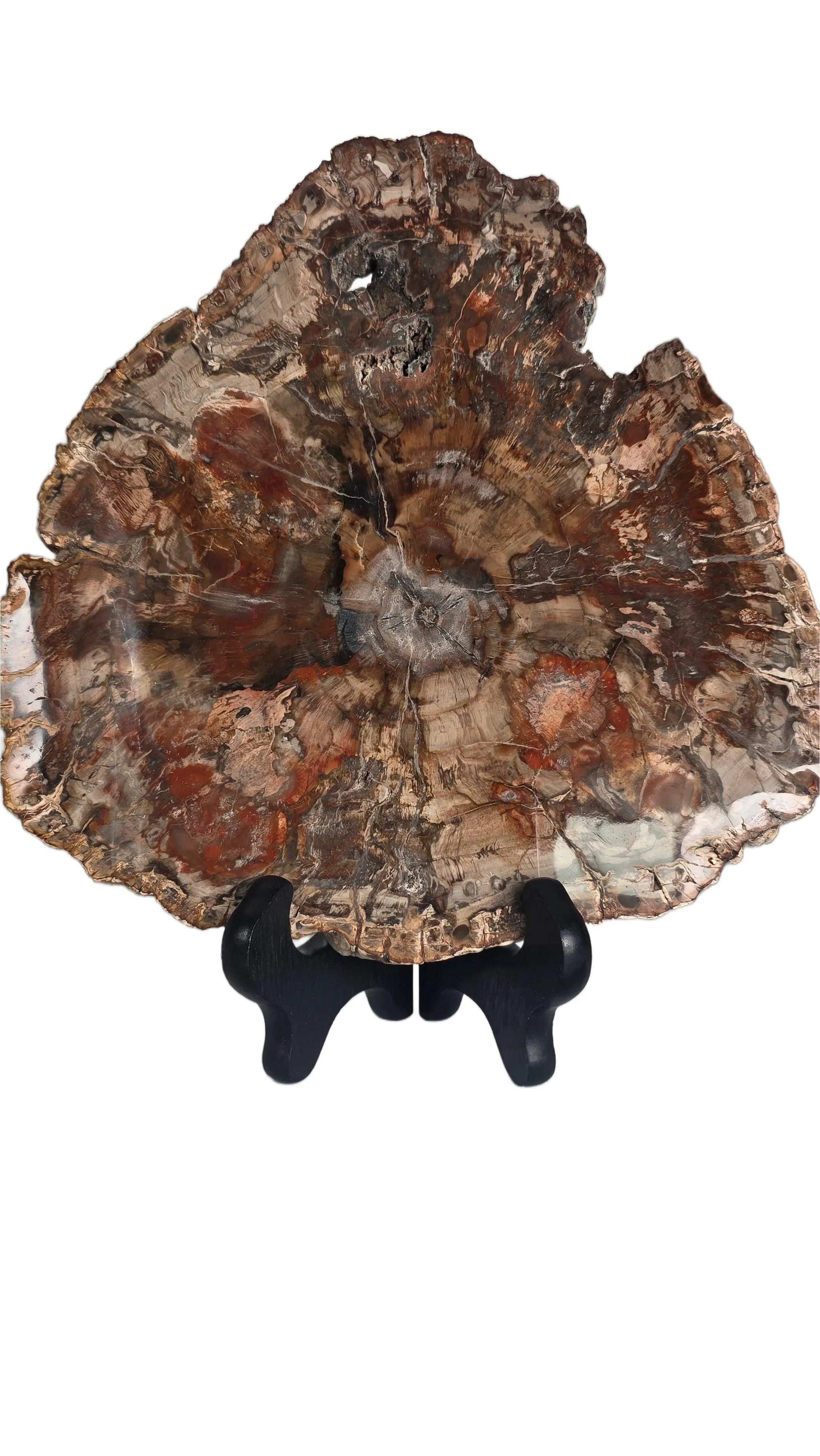 Petrified Wood Slice