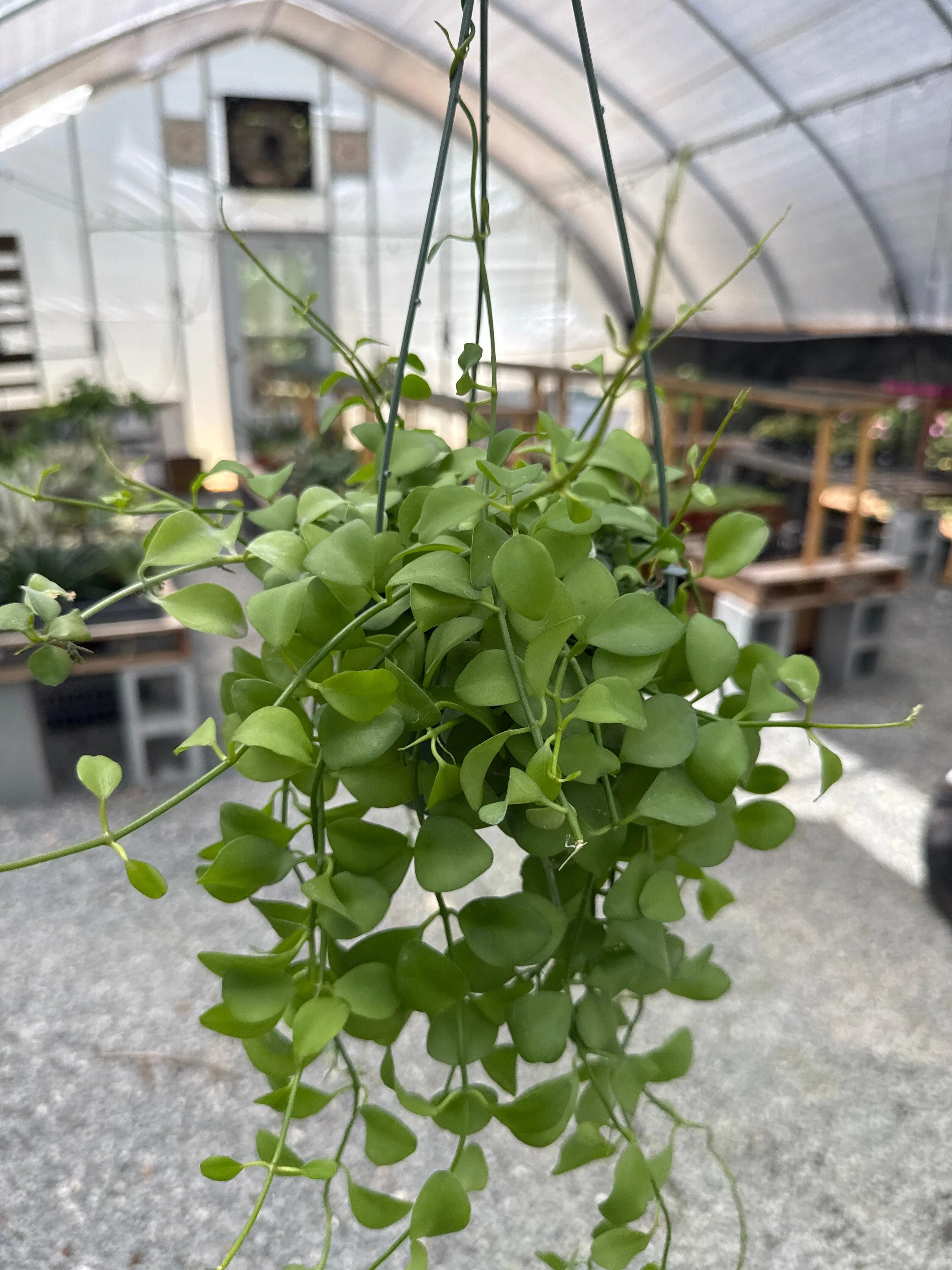 5” Dischidia oiantha HB