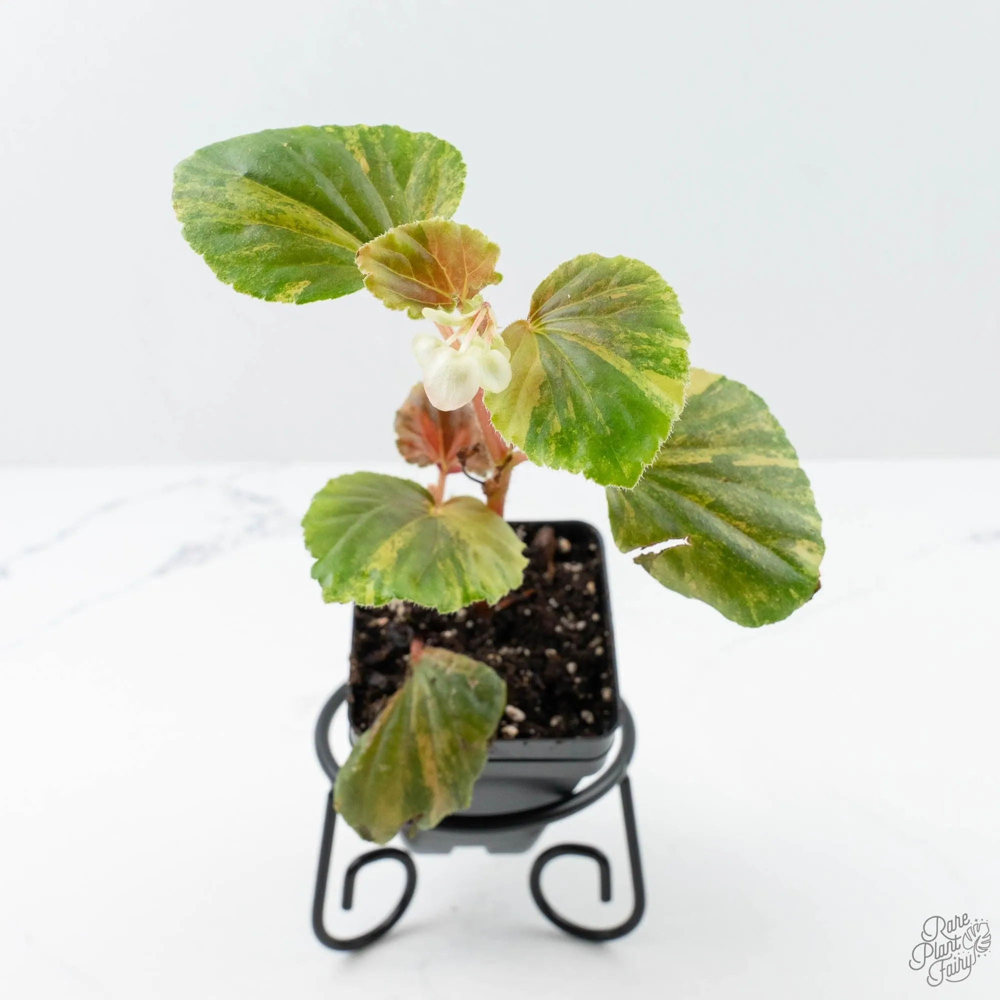 Begonia cucullata aurea variegated *Growers Choice*