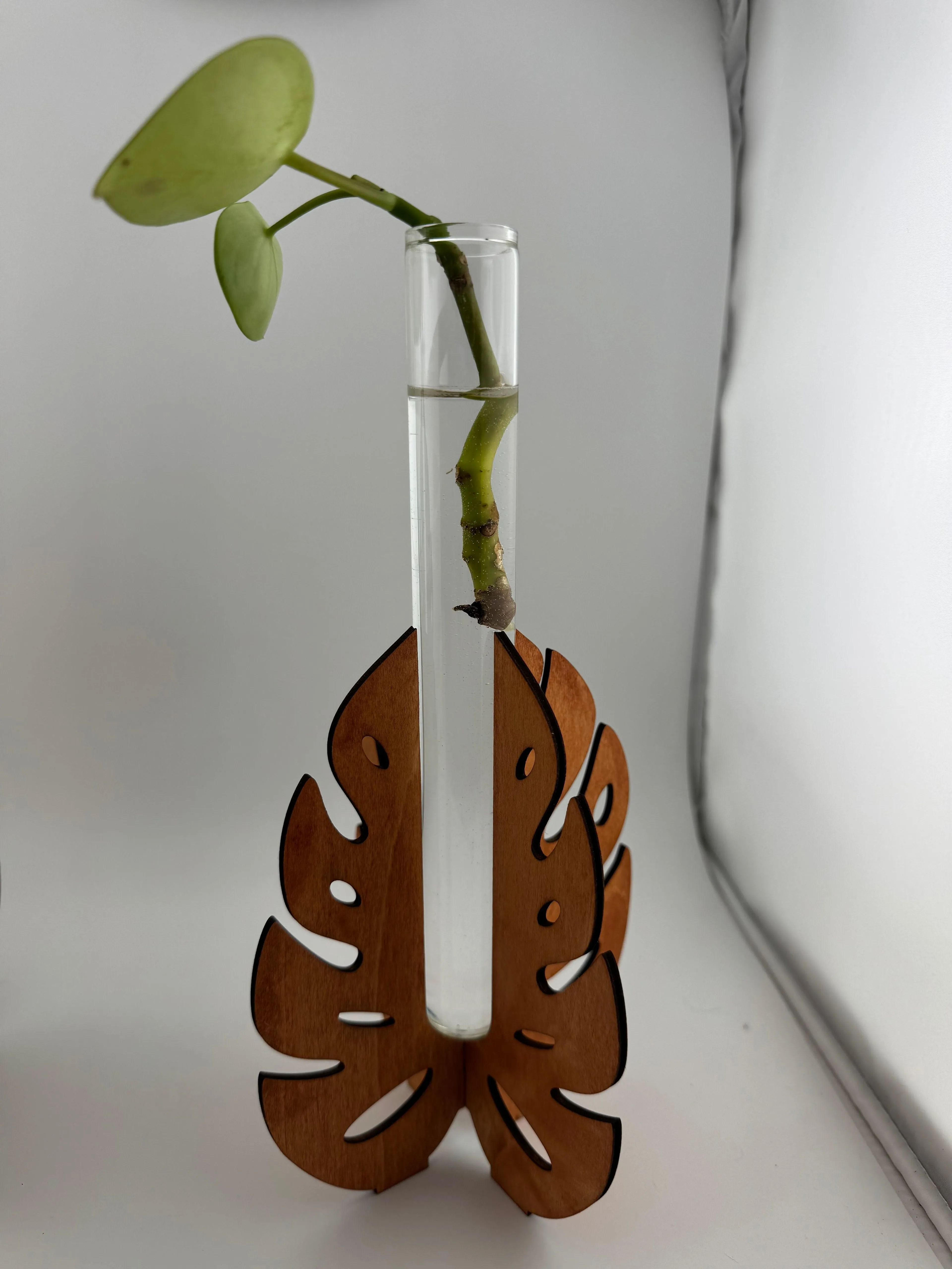 Propragation Station -- Laser -- Monstera -- Large