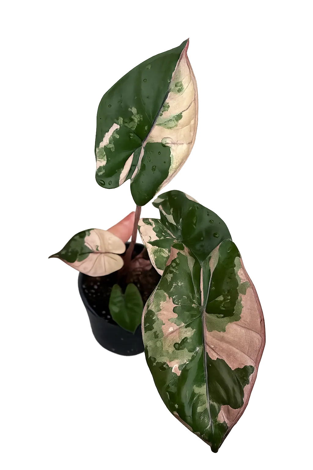 Alocasia Yucatan Princess Pink Tissue Culture