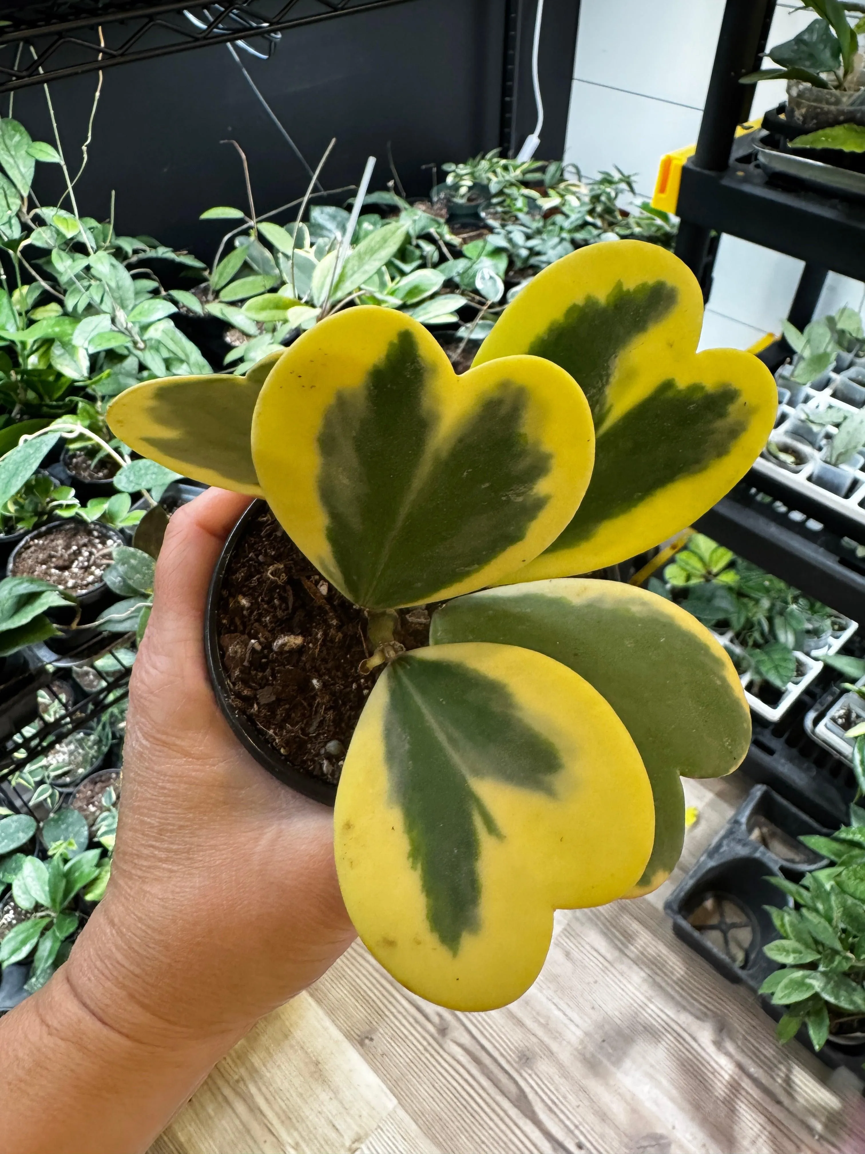 Hoya Kerrii Albo