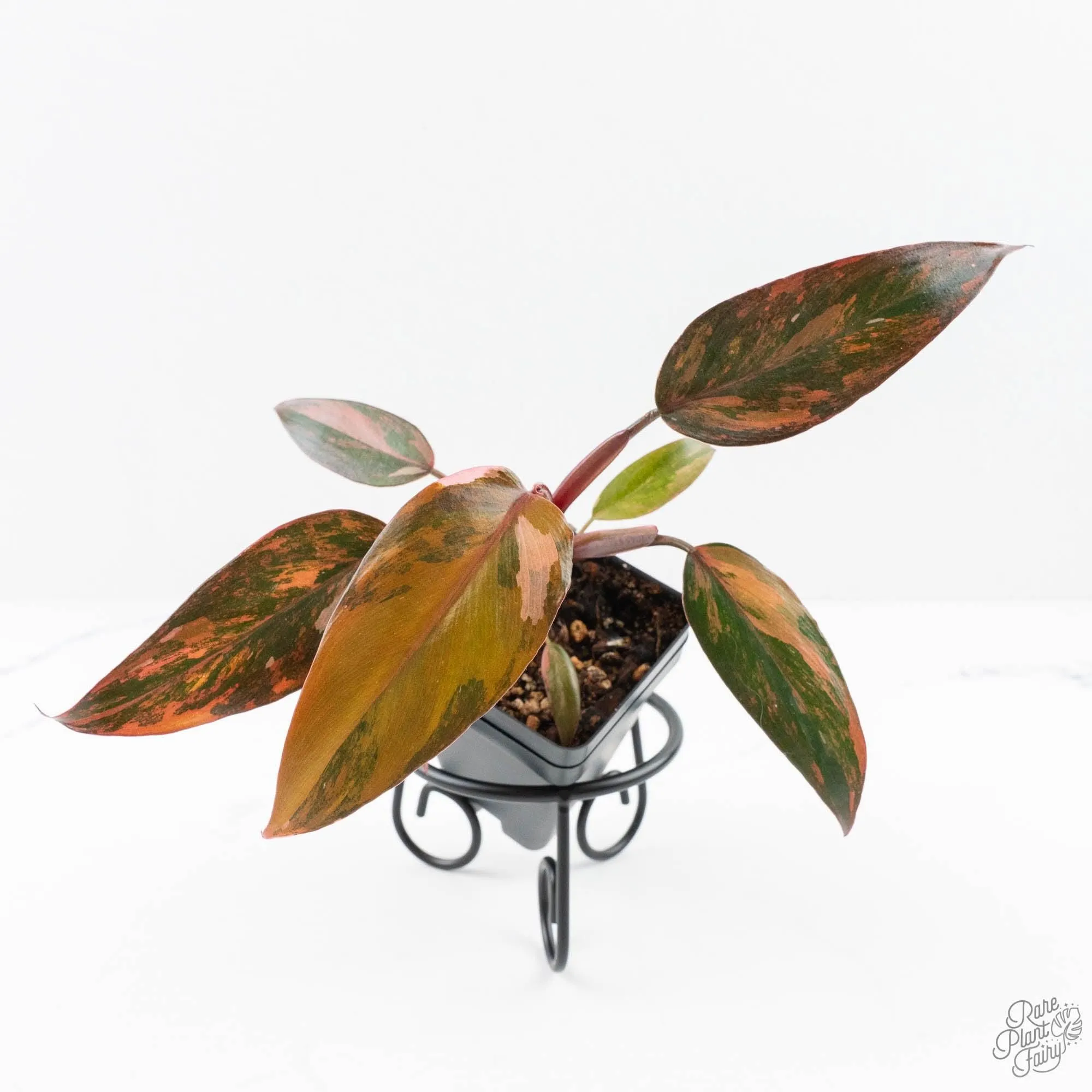 Philodendron 'Princess of Fire' (wk24-D)