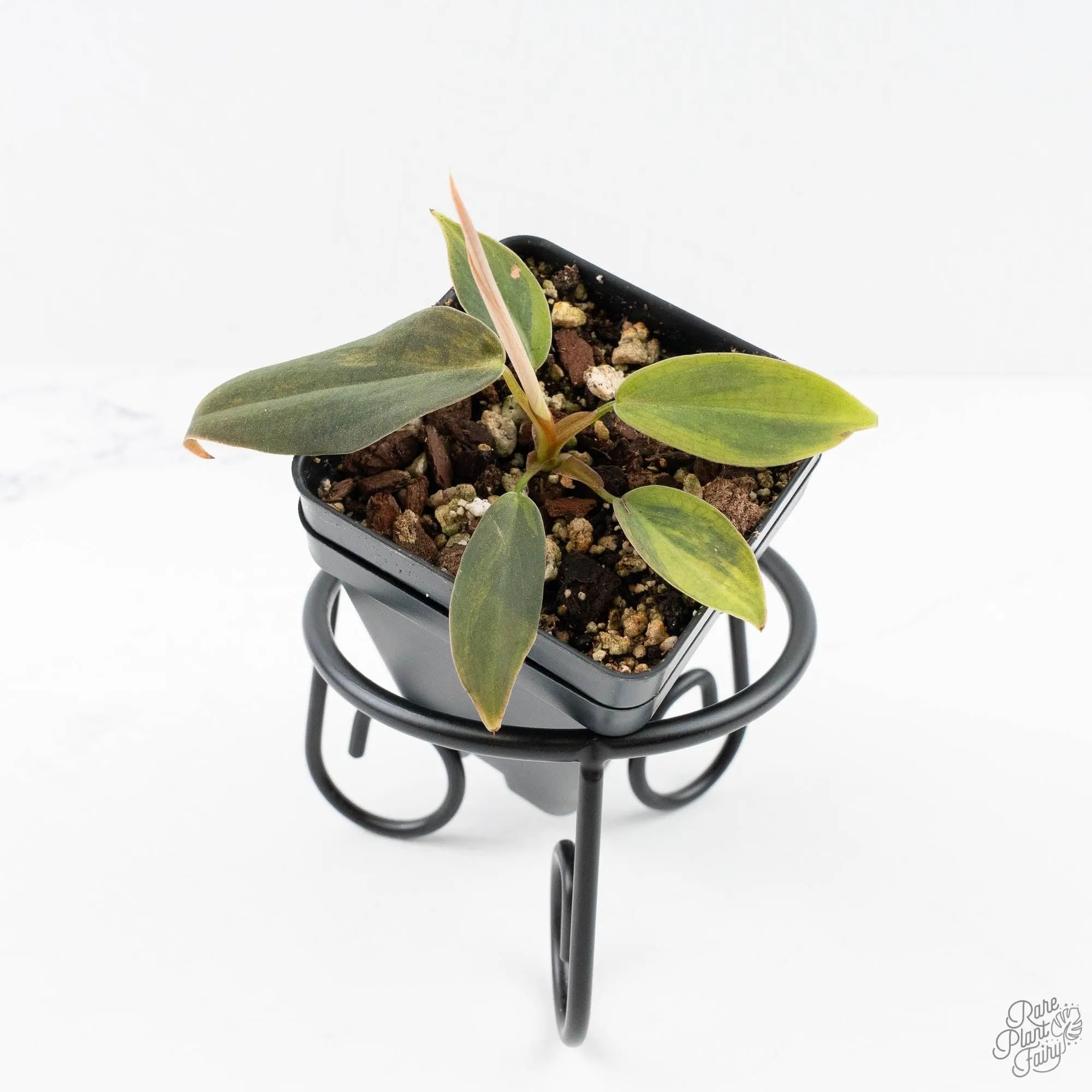 Philodendron Gigas Variegated (wk24-A)