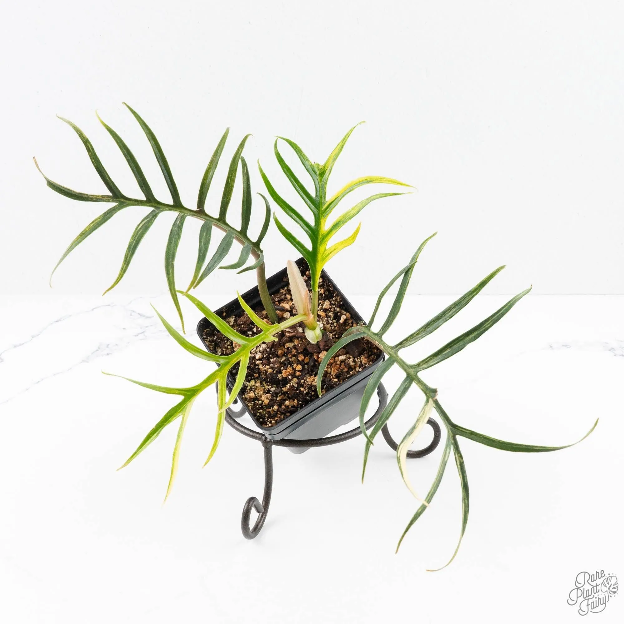 Philodendron Bipinnatifidum 'Tortum' Aurea Variegated (wk24-H)