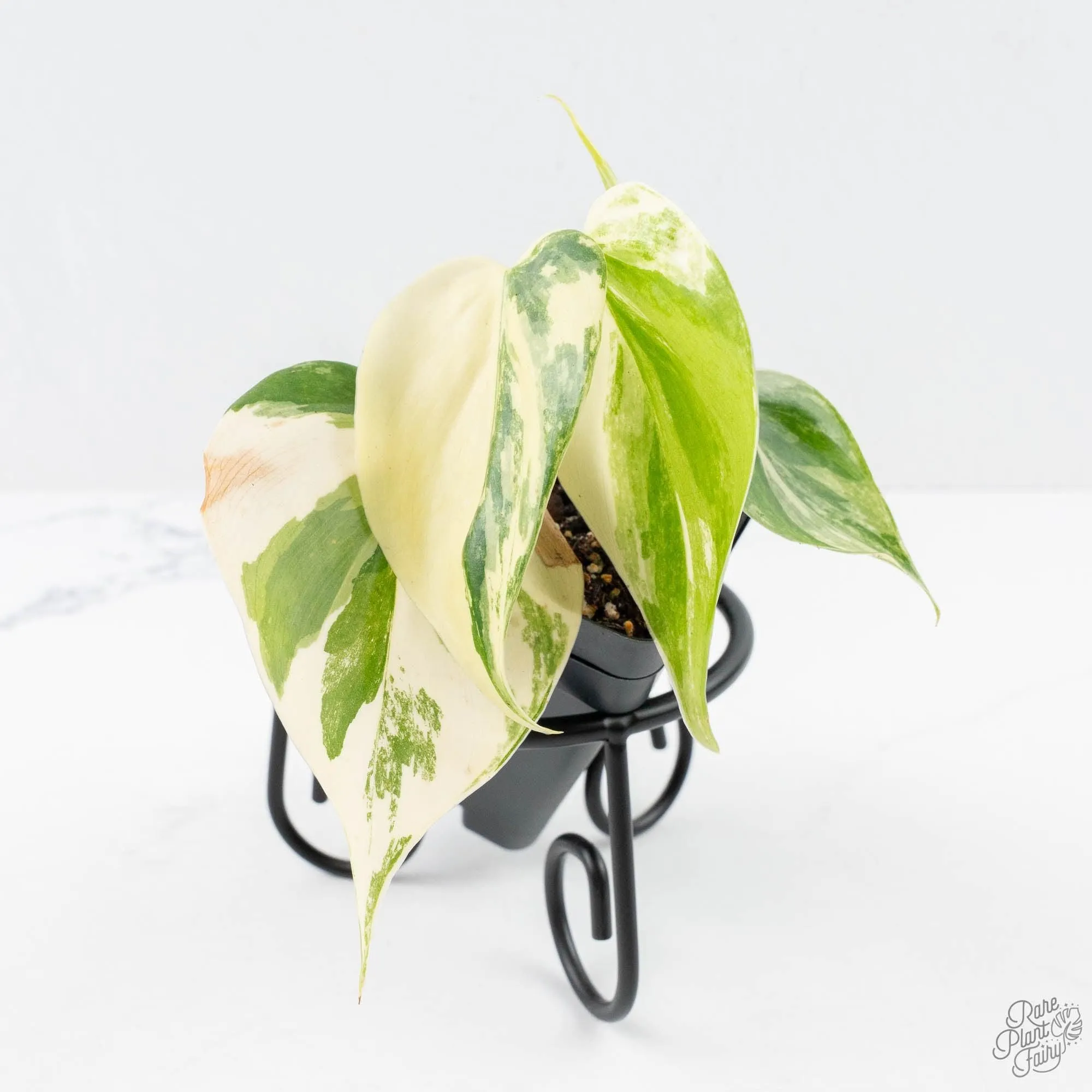 Philodendron Hederaceum Albo Variegated "Heartleaf" (wk24-B)
