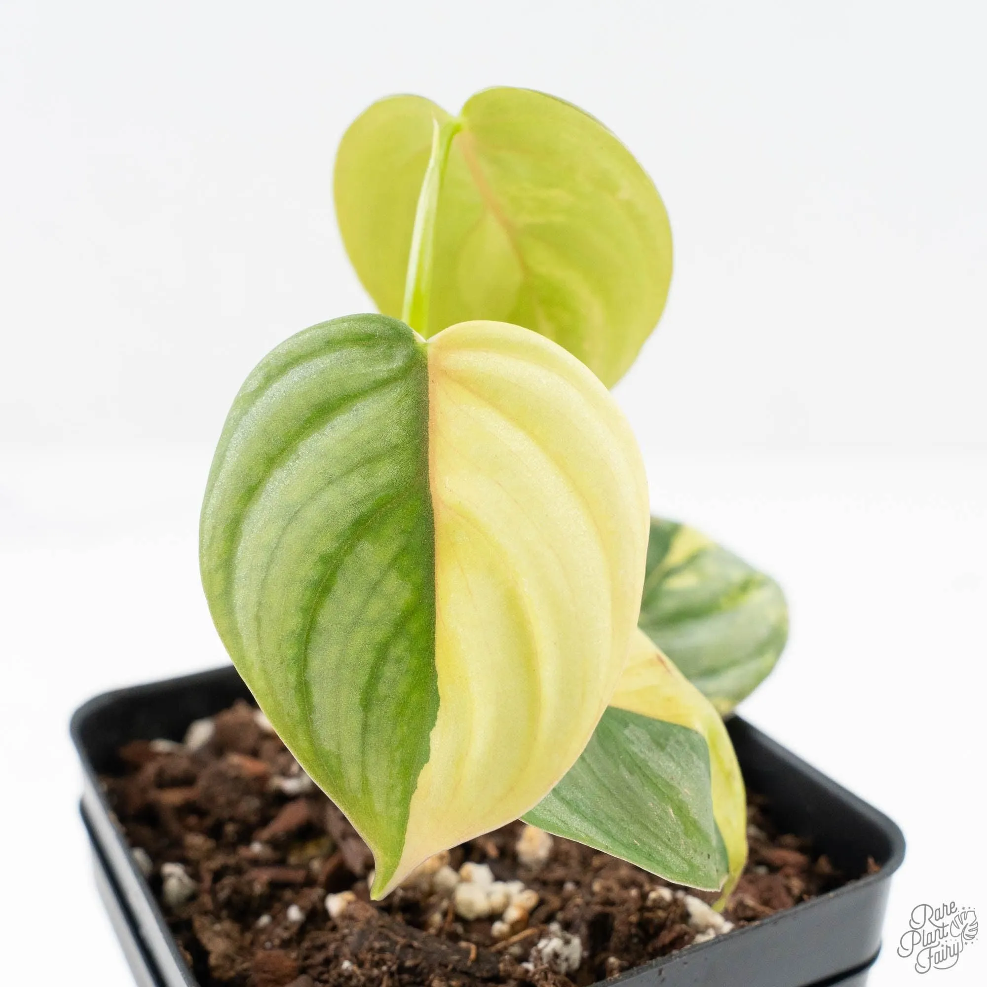 Philodendron Sodiroi Variegated (wk24-C)