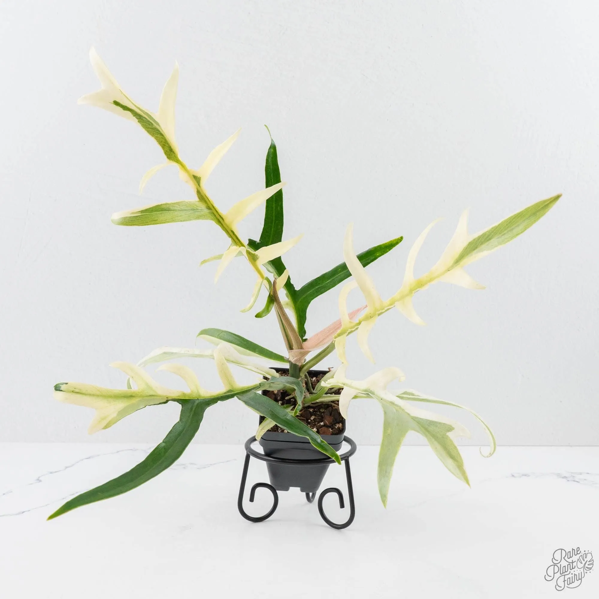 Philodendron Bipinnatifidum 'Tortum' Albo Variegated (wk24-F)