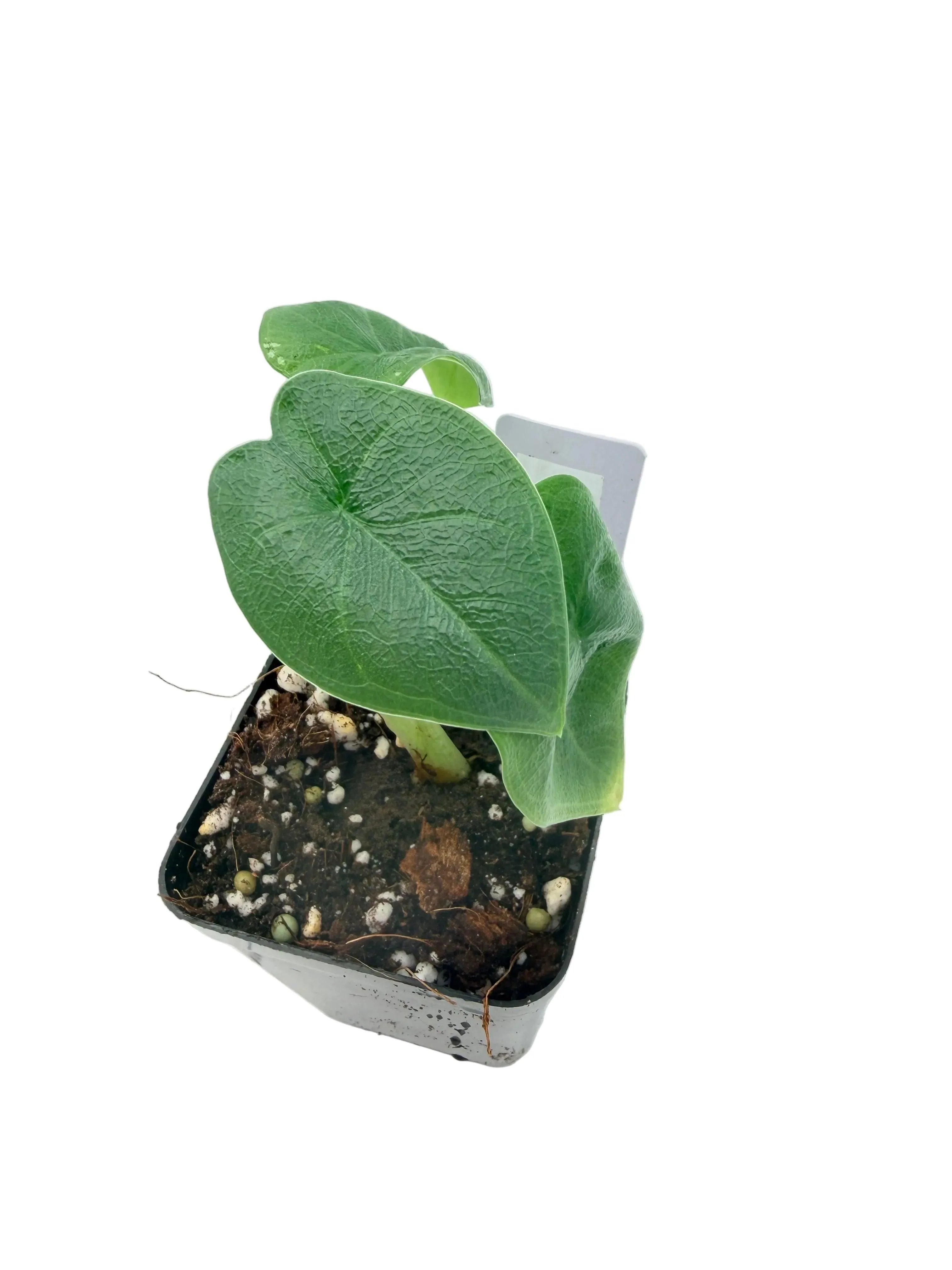 Alocasia Melo
