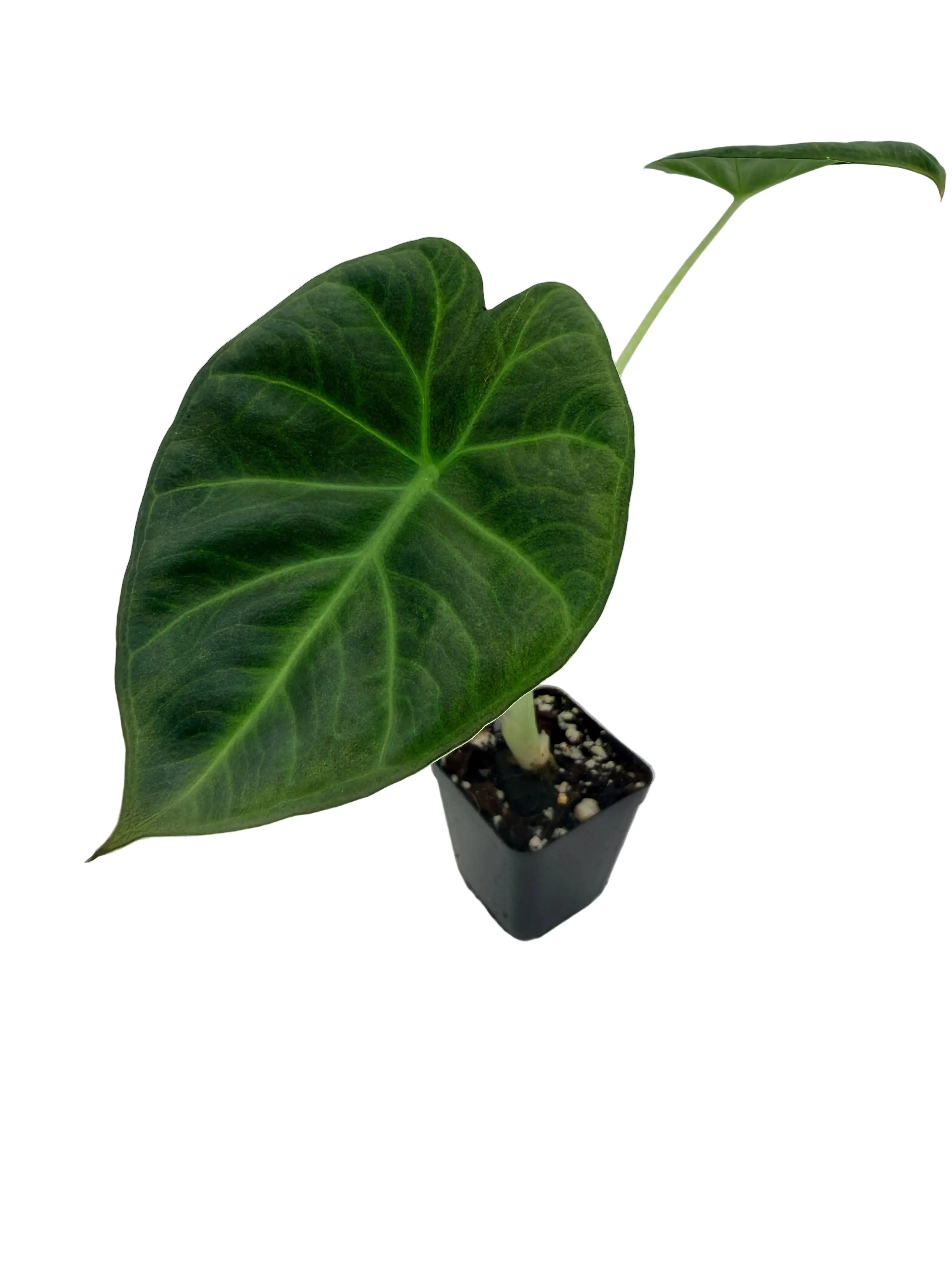 Alocasia Regal Shield
