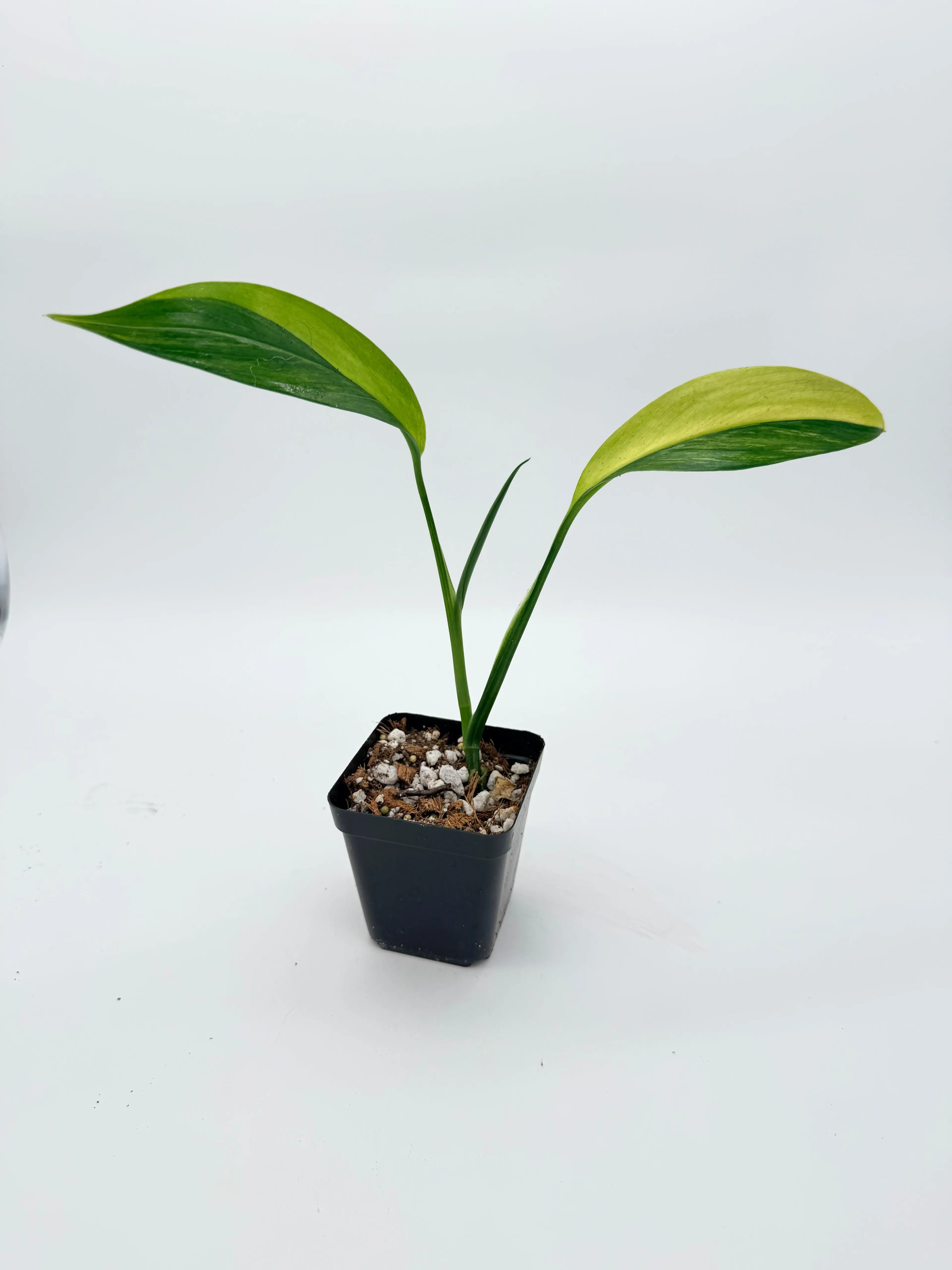 Epipremnum Amplissimum Variegated