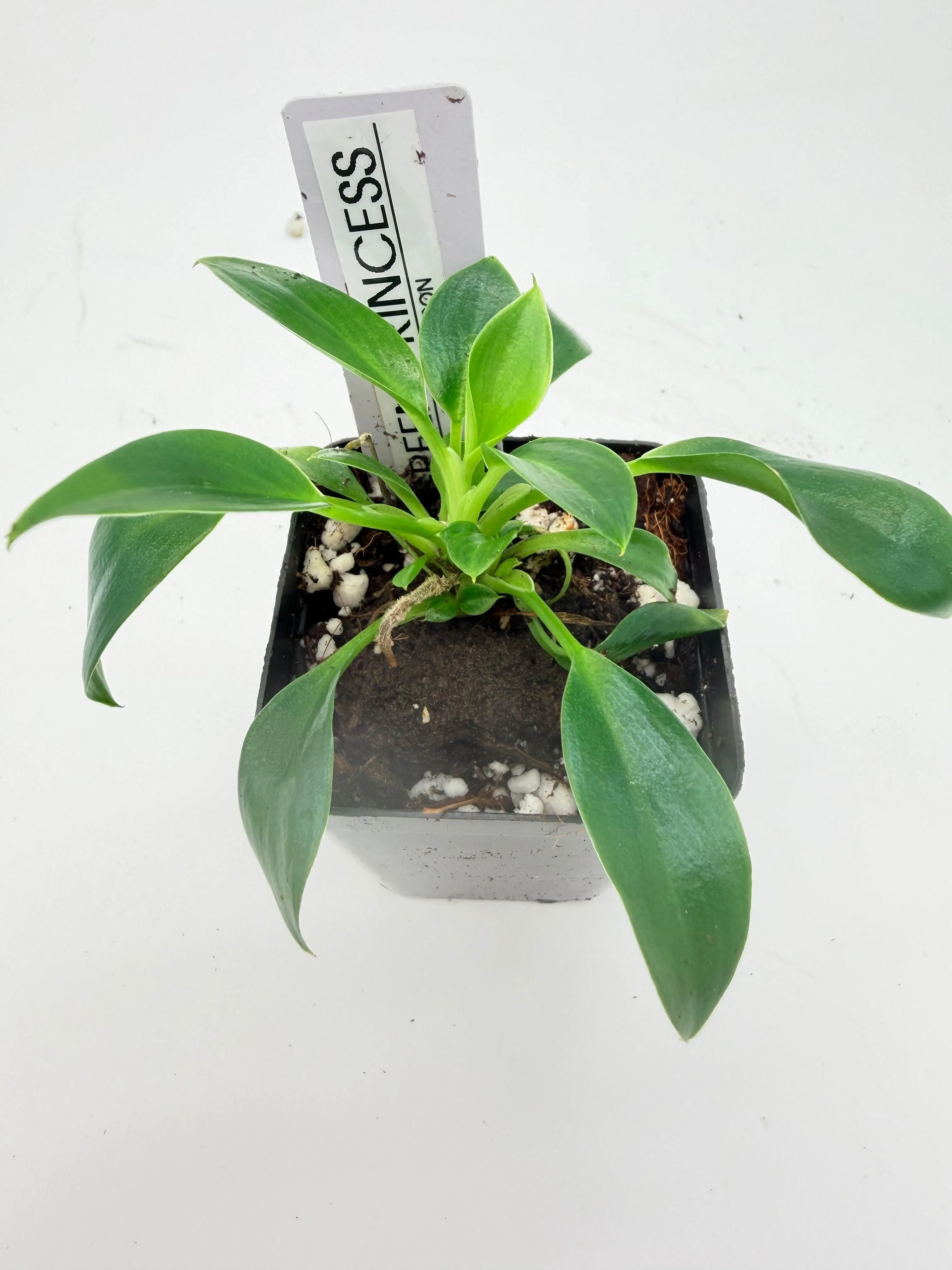 Philodendron Green Princess