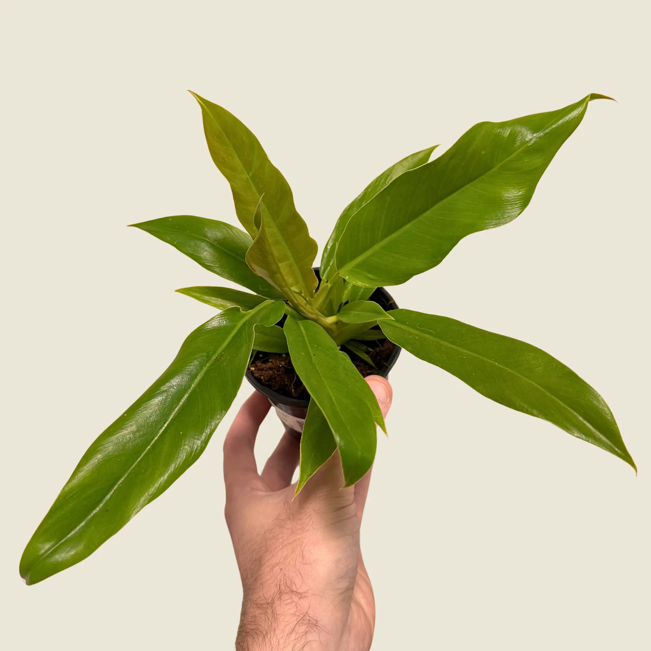 Philodendron Jungle Boogie