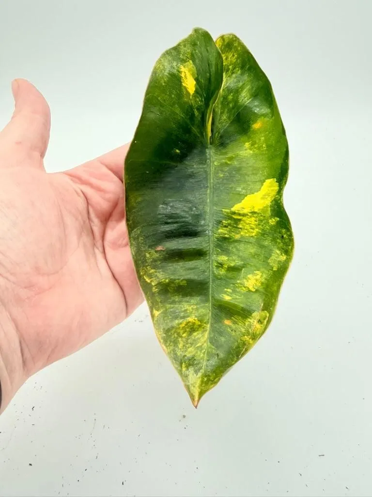 Philodendron Burle Marx Variegated