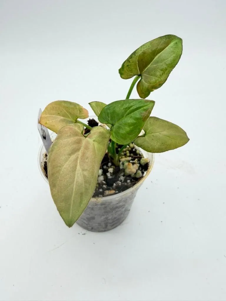 Syngonium Pink Pearl