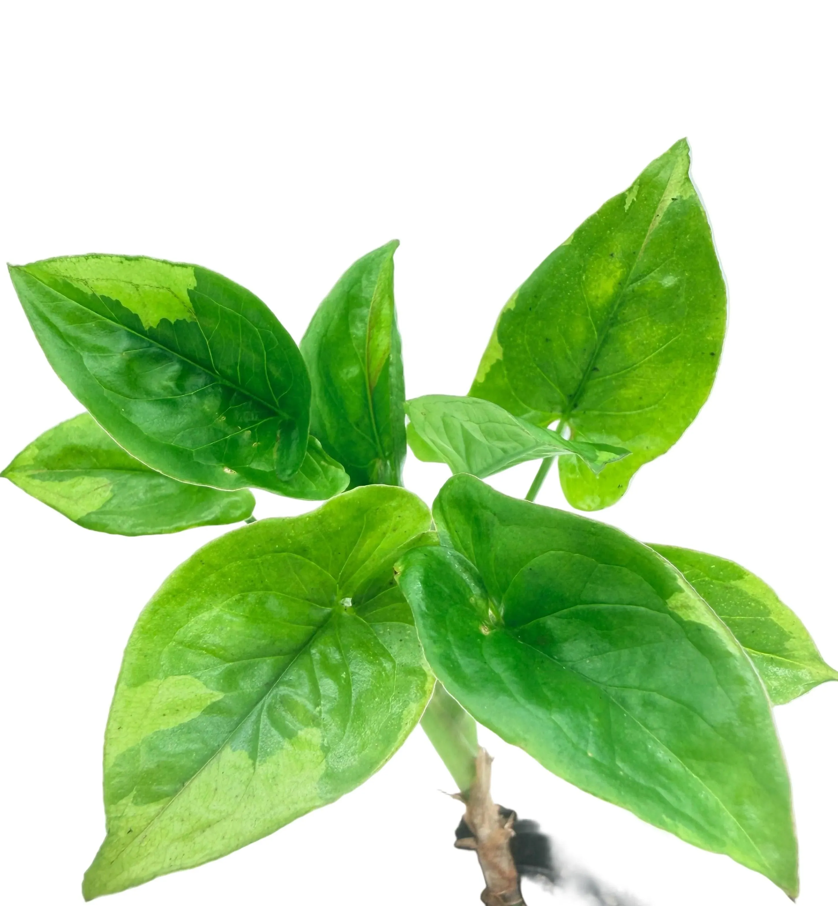 Syngonium Eclipse