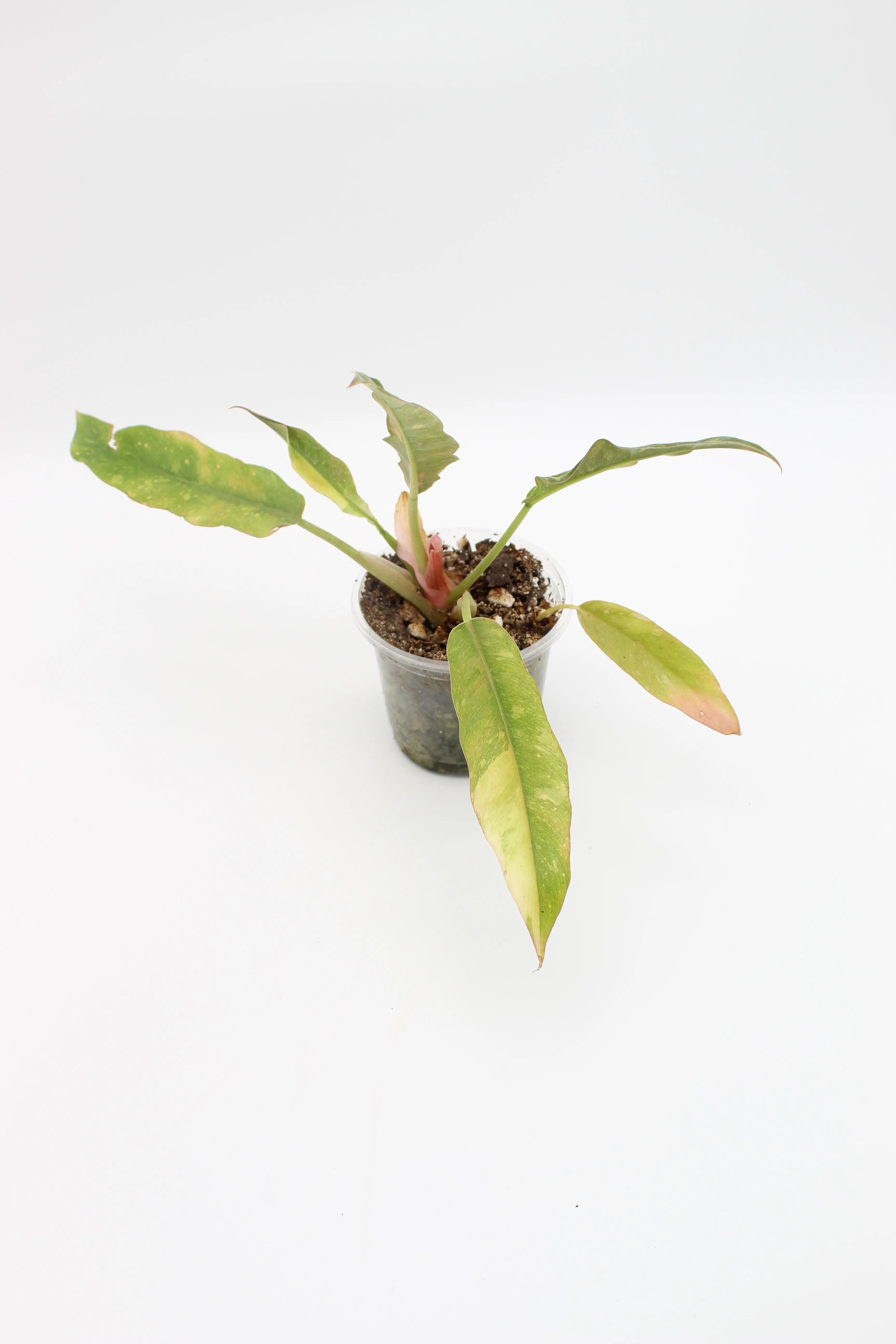 Philodendron Ring of Fire