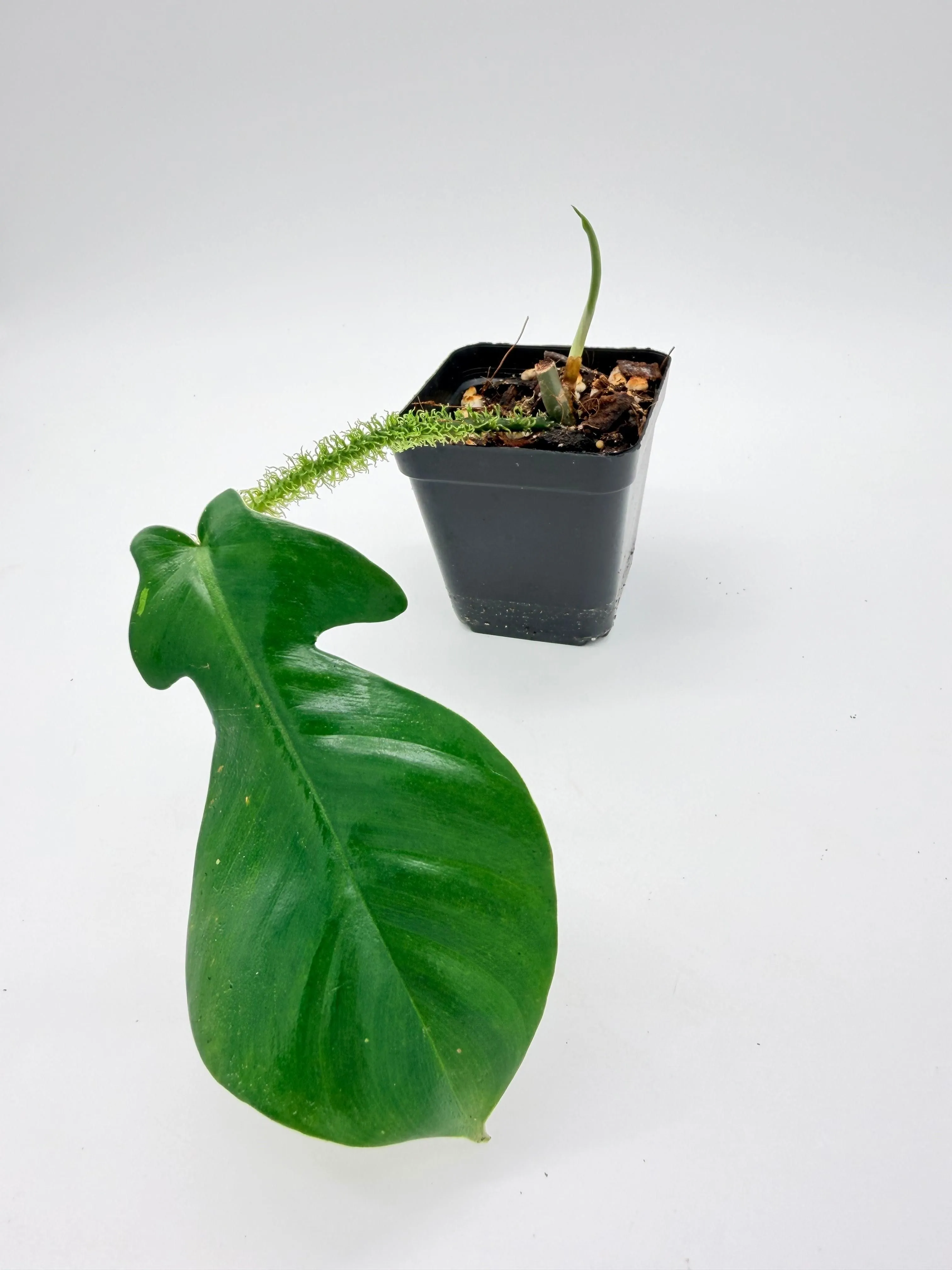 Philodendron Squamiferum