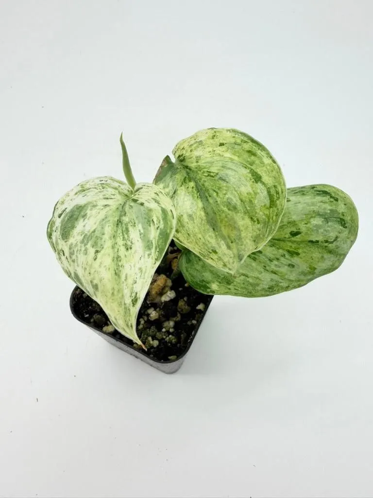 Scindapsus Peasun