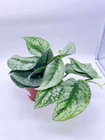 Scindapsus Pictus Exotica