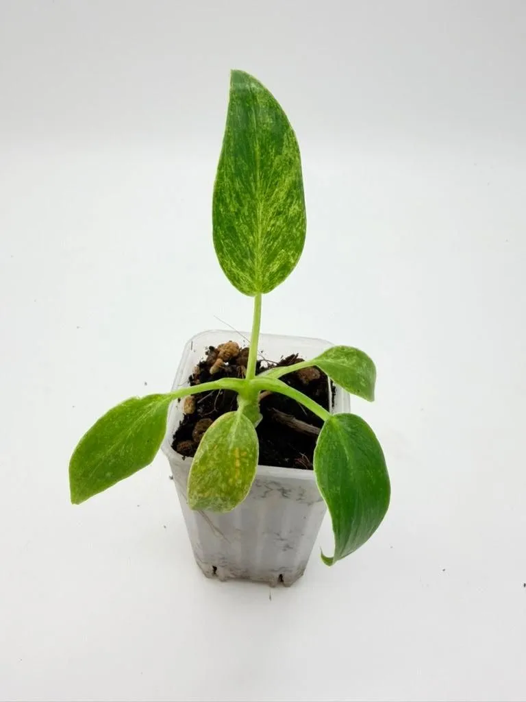 Philodendron Giganteum Blizzard