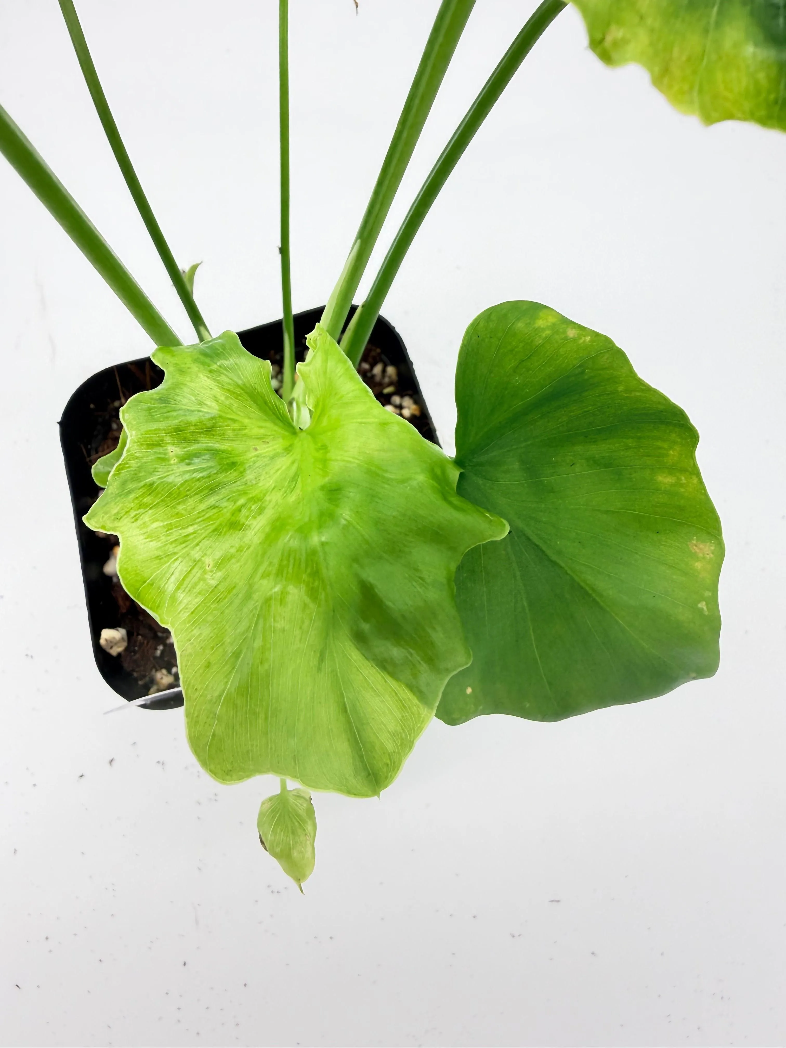 Thaumatophyllum Bipinnatifidum Variegated