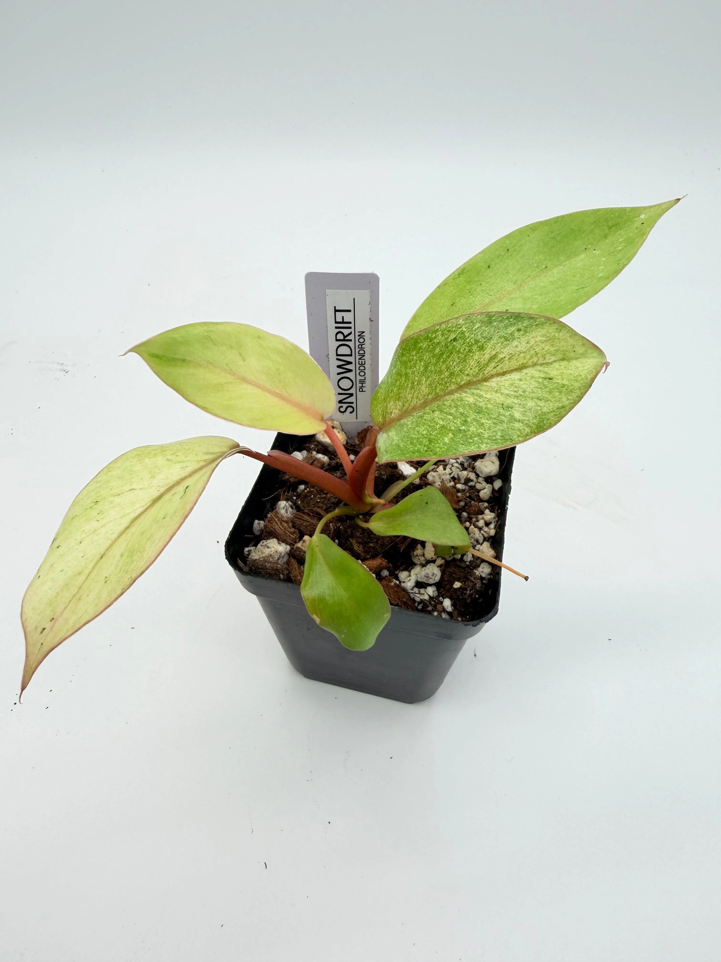 Philodendron Snowdrift