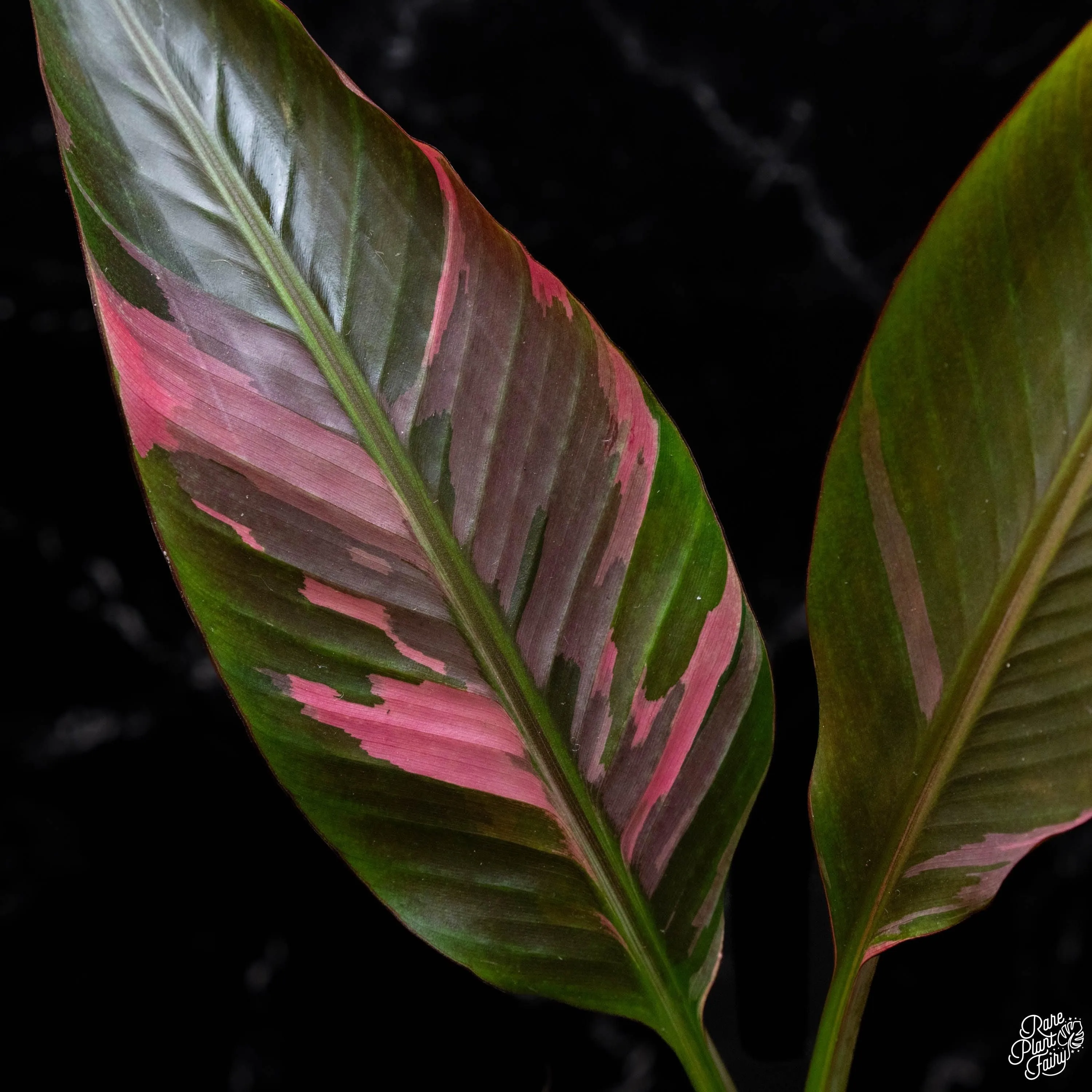Musa 'Nono' pink variegated banana tree *Grower's Choice*