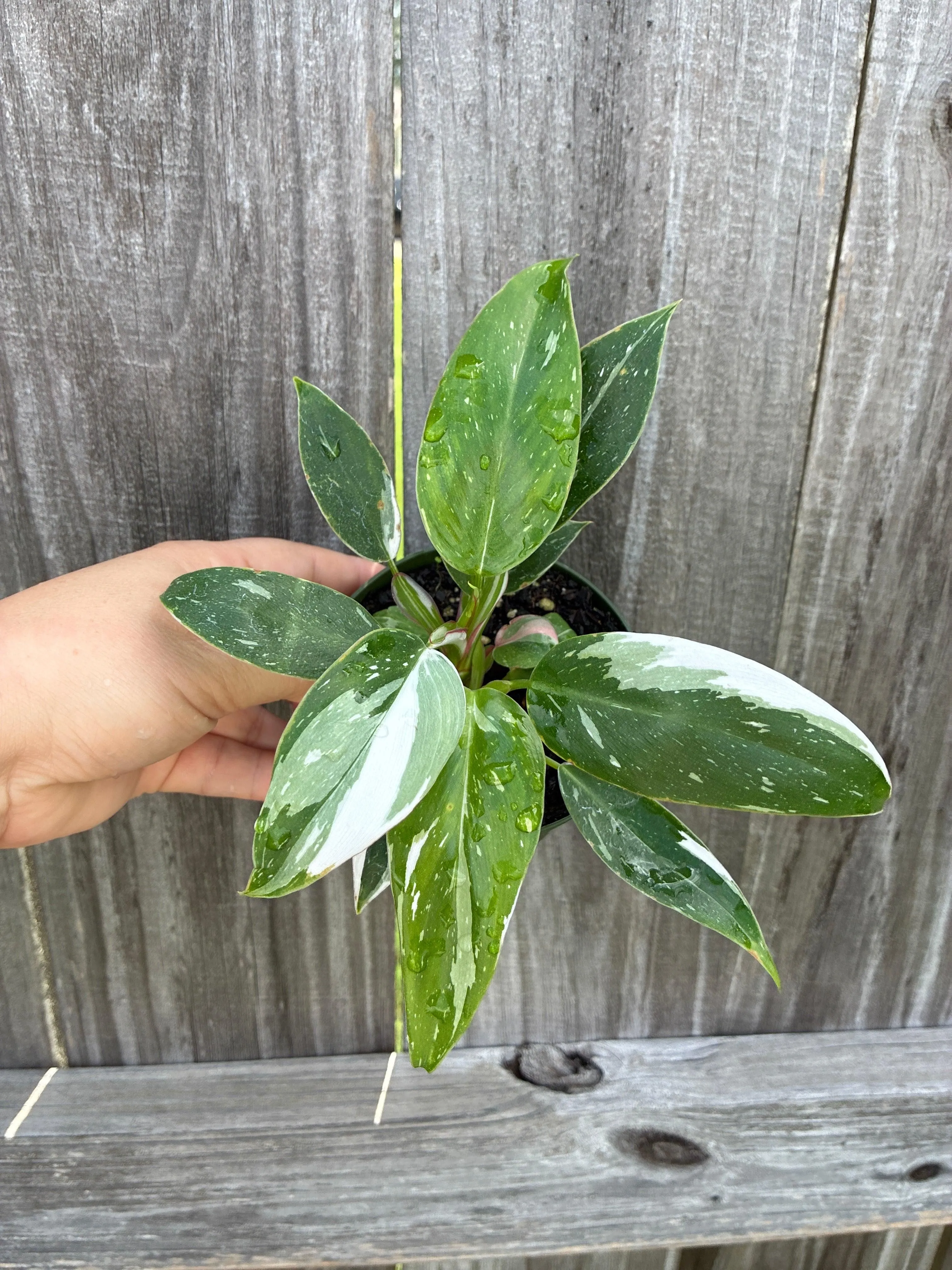 Philodendron White Princess