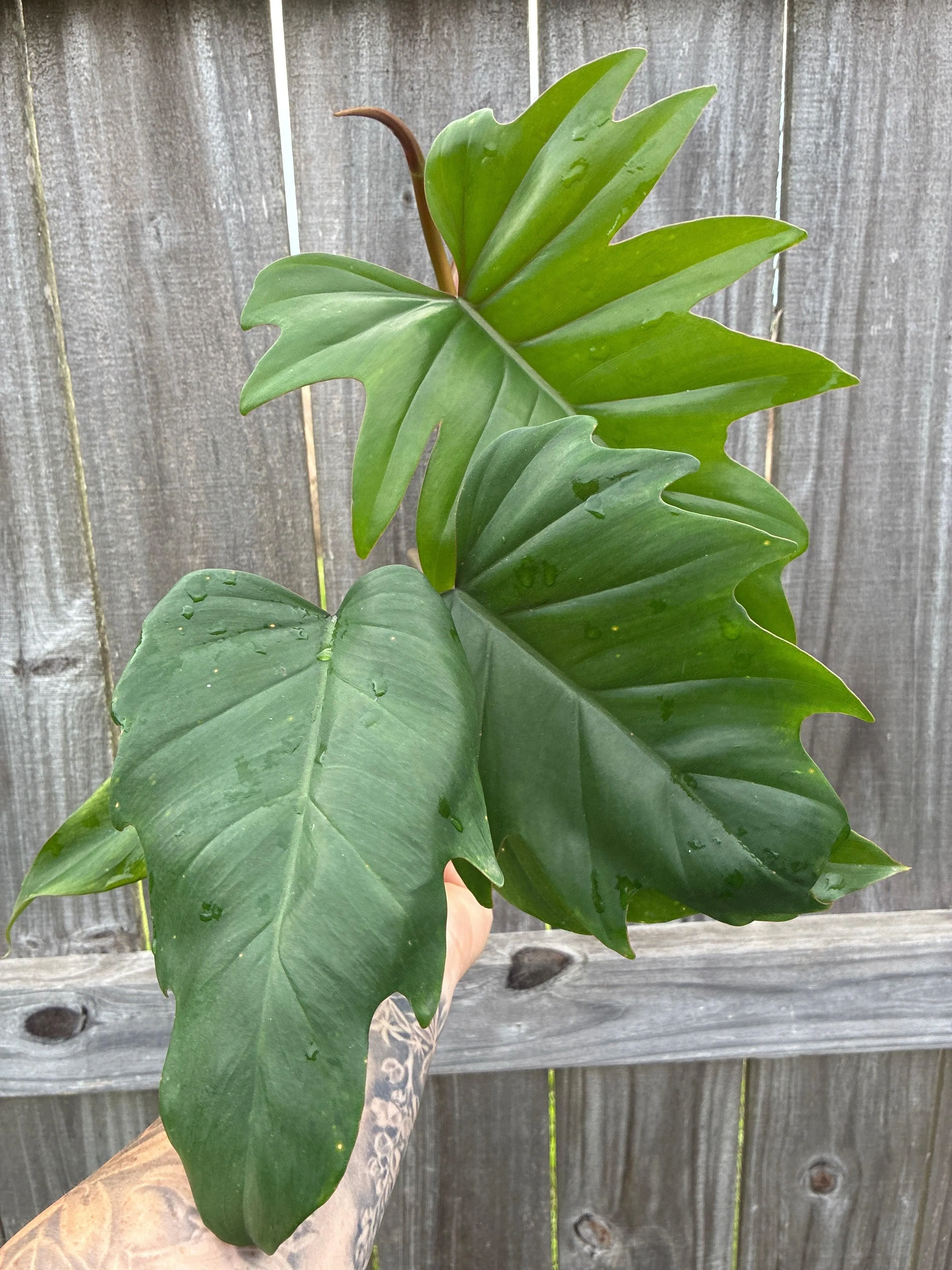 Philodendron Bipinnatifidum