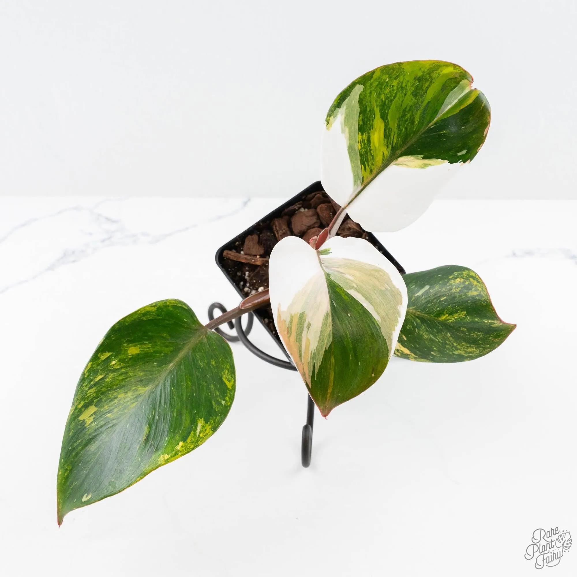 Philodendron Erubescens 'Skittles' ('White Knight Quadricolor') (wk25-UD)