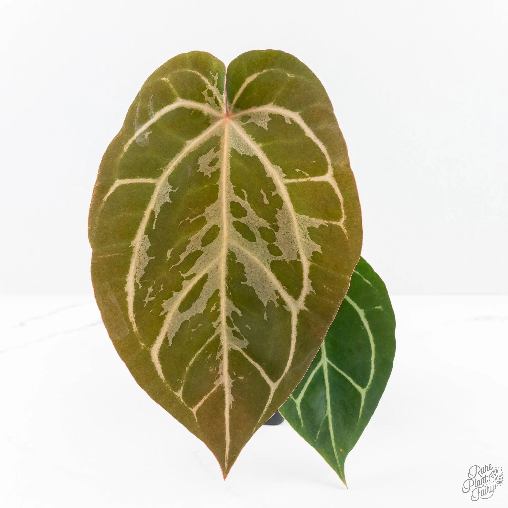 Anthurium DocBlock F2 x Carlablackiae by DocBlock® (wk25-UF) *Blister Variegated*