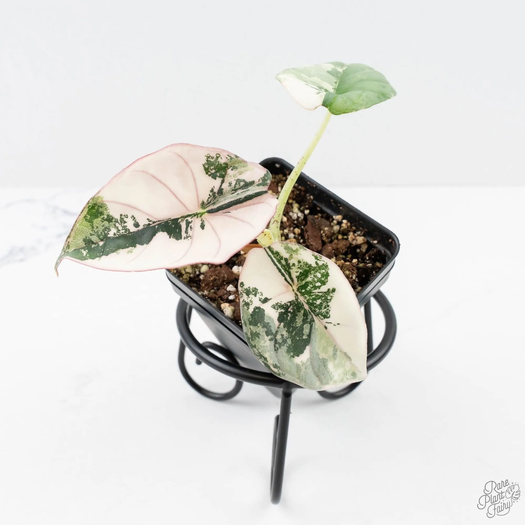 Alocasia 'Nebula' Albo Variegated (wk25-UI)