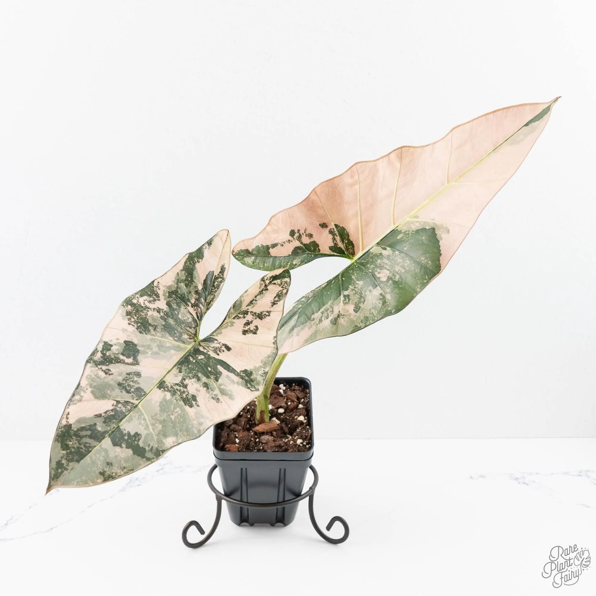Alocasia Scabriuscula Albo/Pink Variegated (wk25-UH)