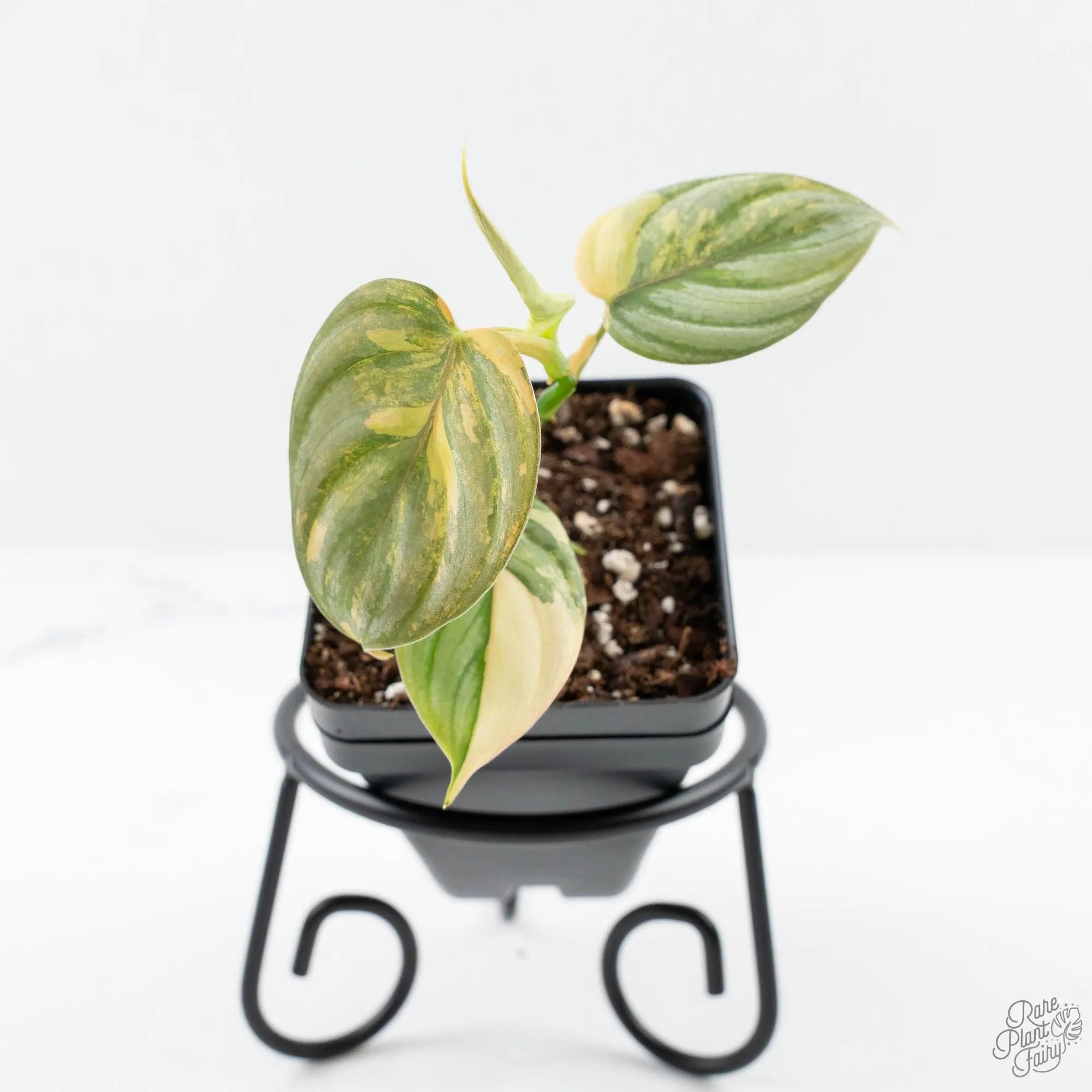 Philodendron Brandtianum Variegated (wk25-D)