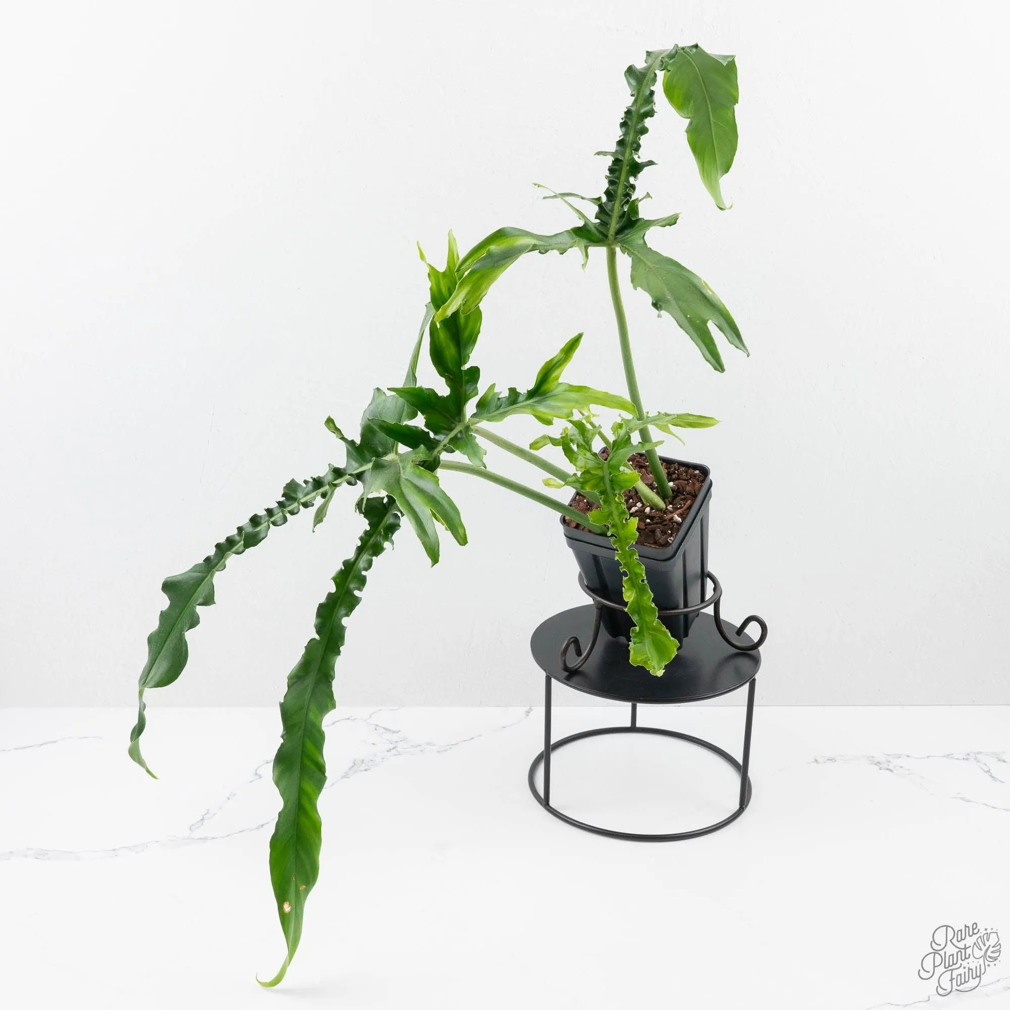 Philodendron 'Belle Isle' (wk25-UJ)