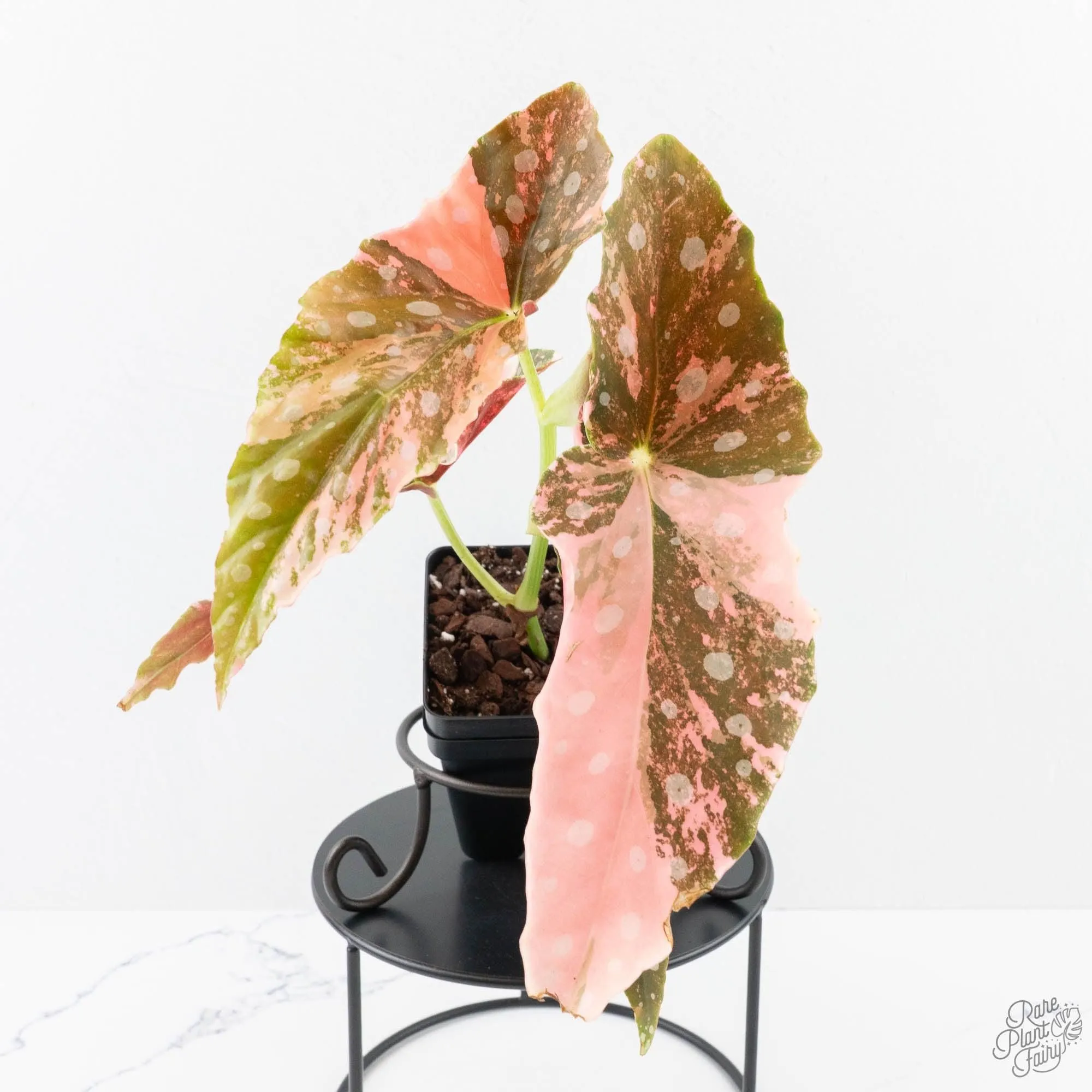 Begonia Maculata Pink Variegated (wk25-B)