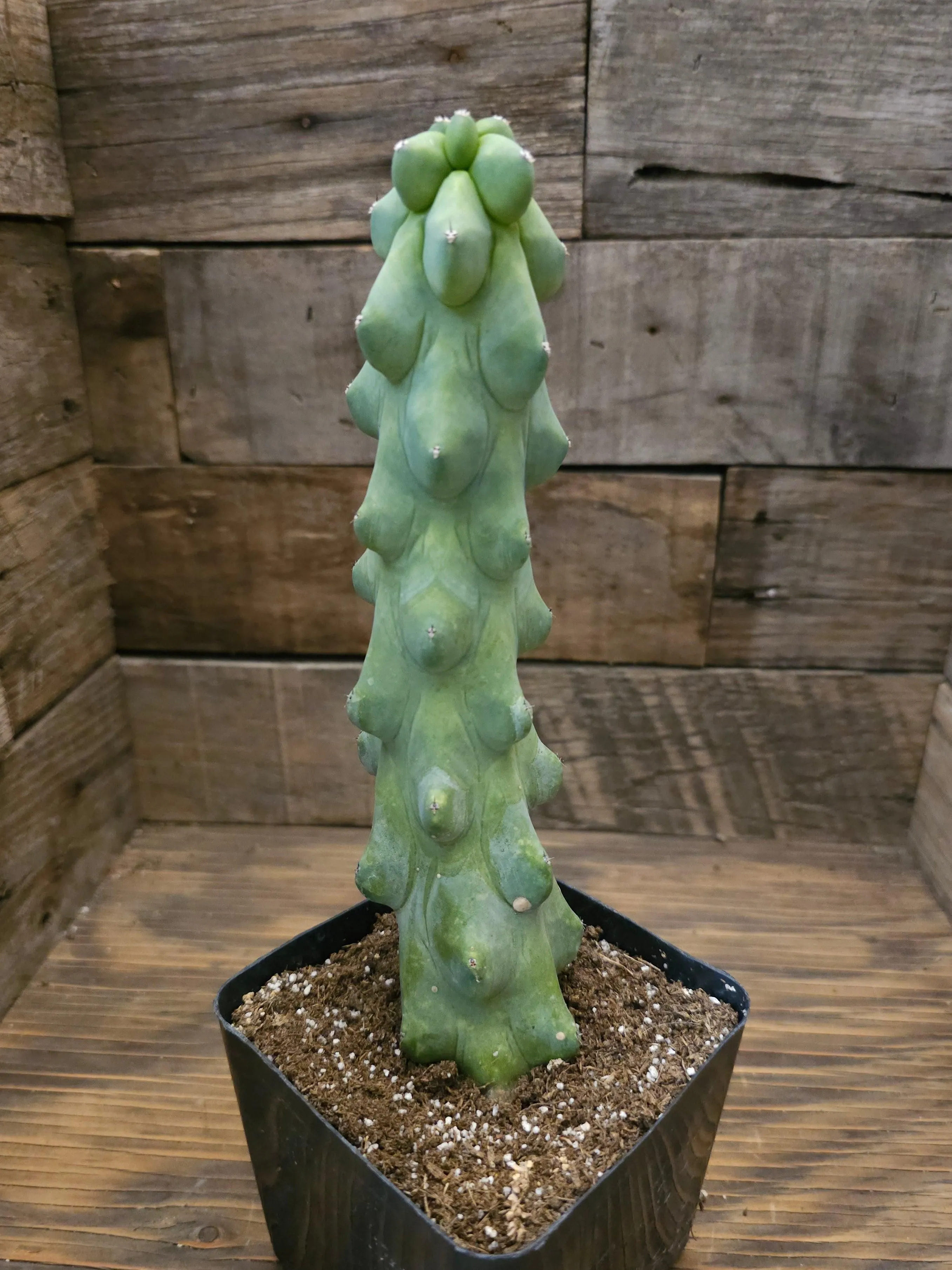 Myrtillocactus geometrizans 'Fukurokuryuzinboku' – Boobie Cactus 2