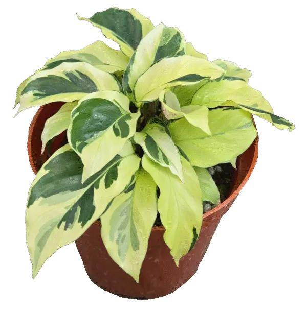 Calathea Yellow Fusion